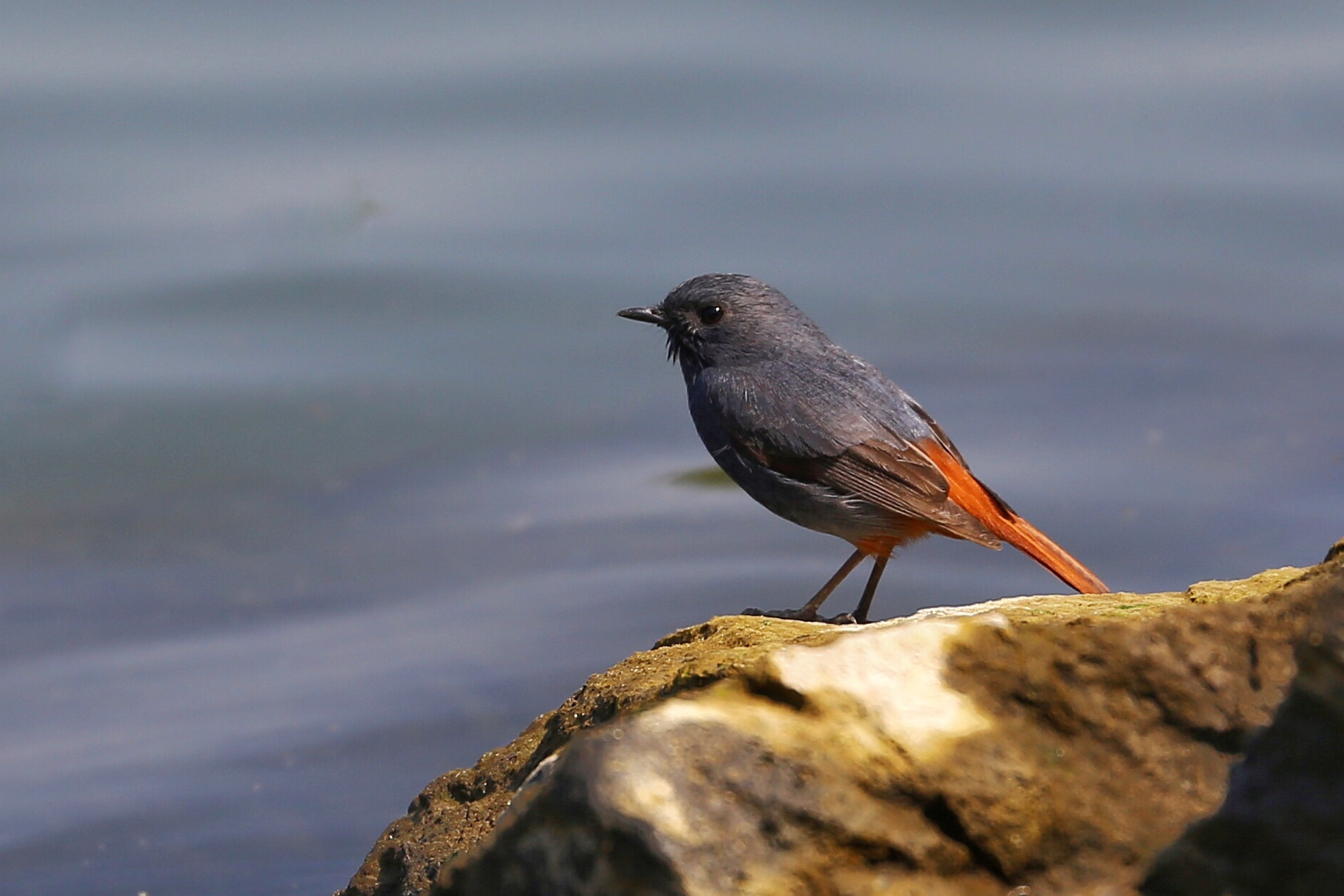 Canon EF 70-300mm F4-5.6L IS USM sample photo