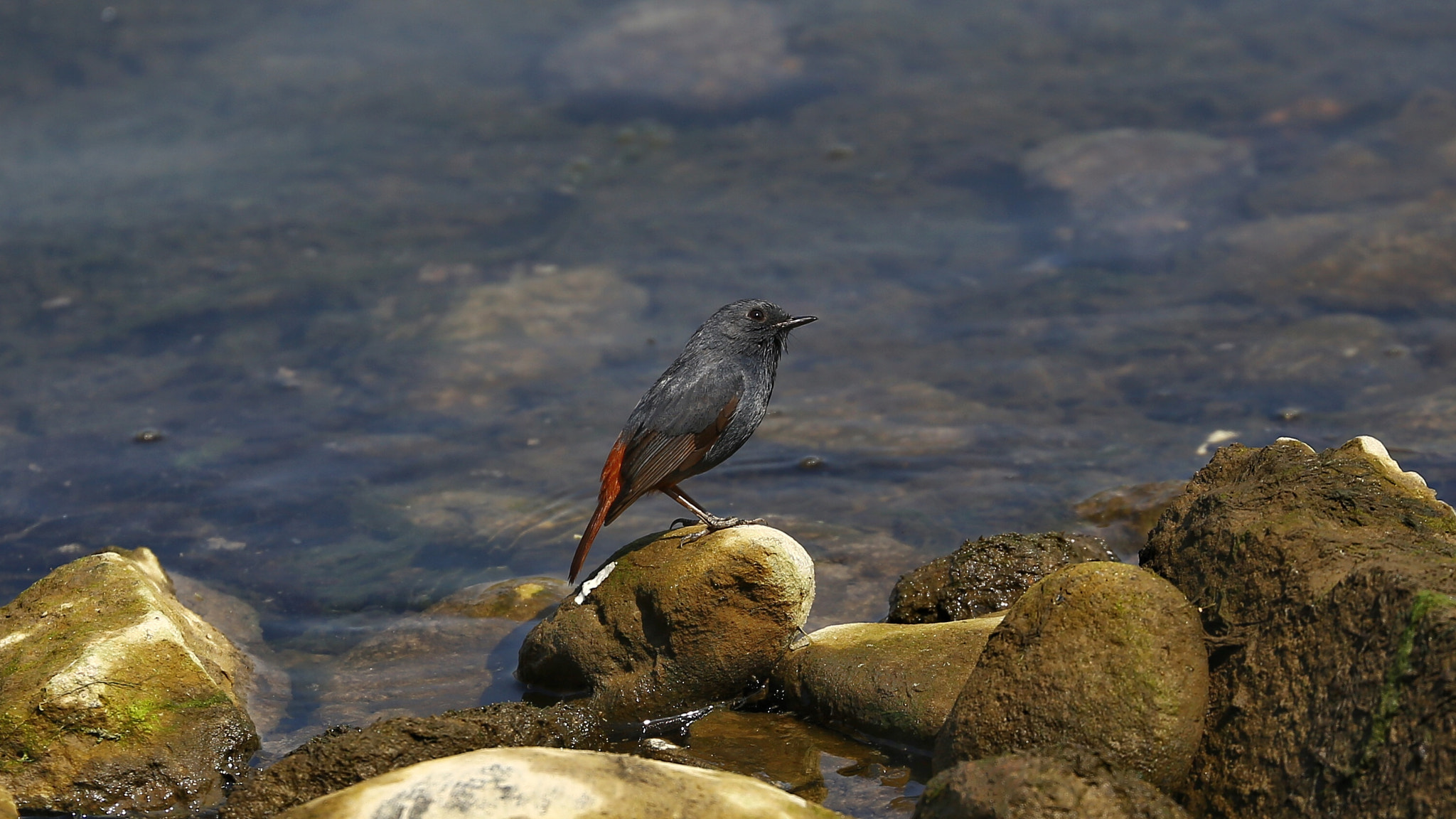 Canon EF 70-300mm F4-5.6L IS USM sample photo