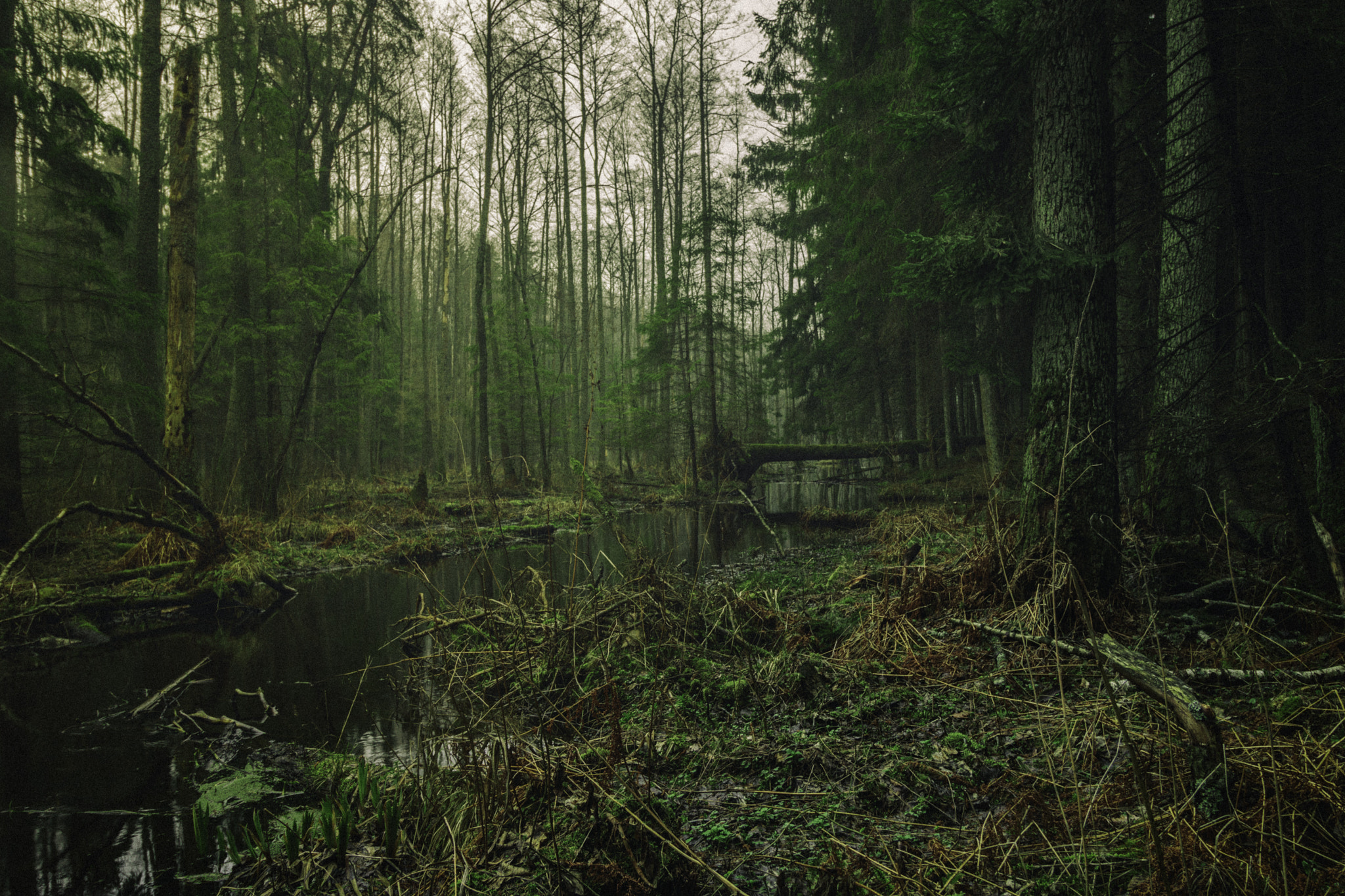 Canon EF-S 10-18mm F4.5–5.6 IS STM sample photo. Forest river photography