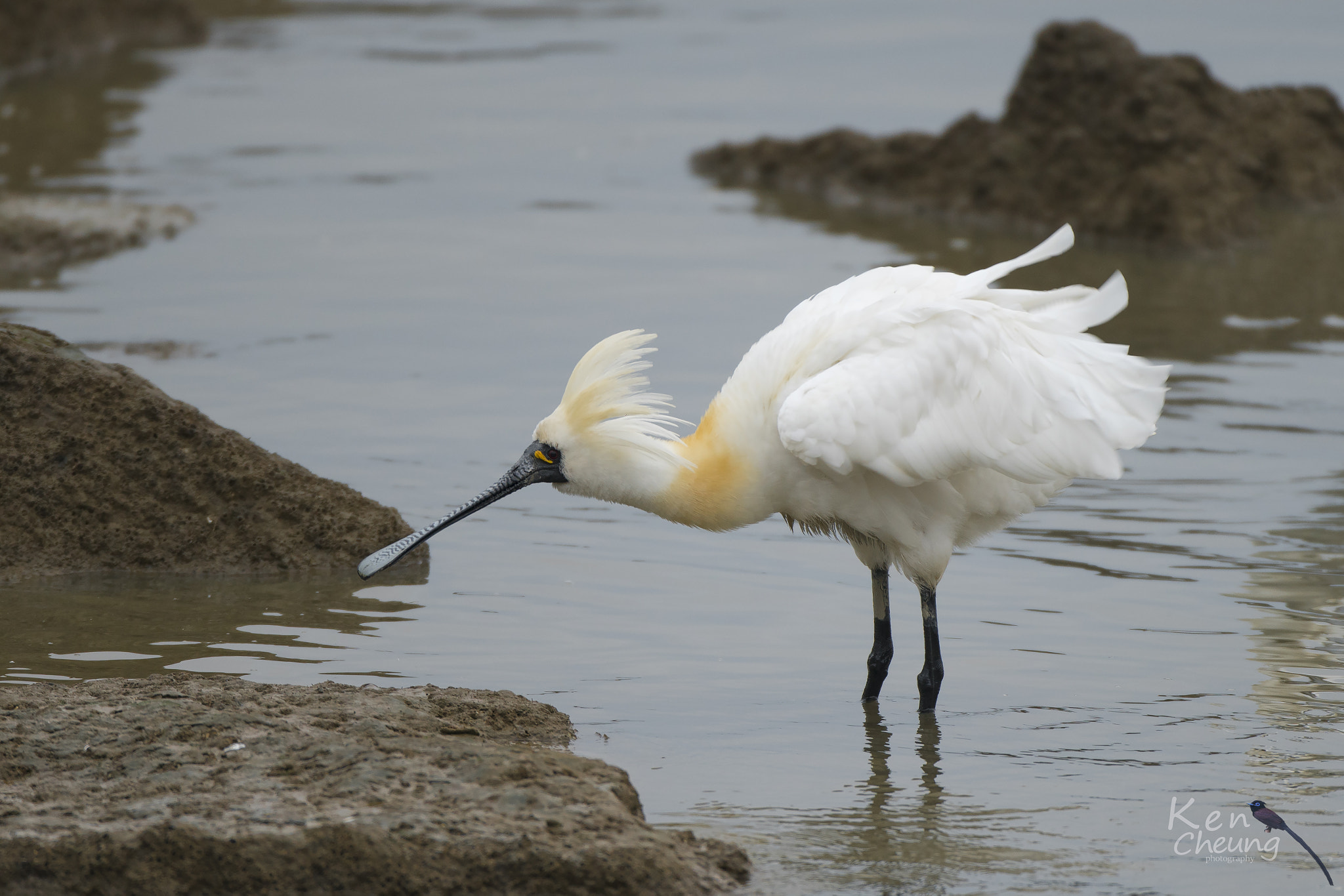 Sony a7R II + Canon EF 500mm F4L IS USM sample photo. Platalea minor photography