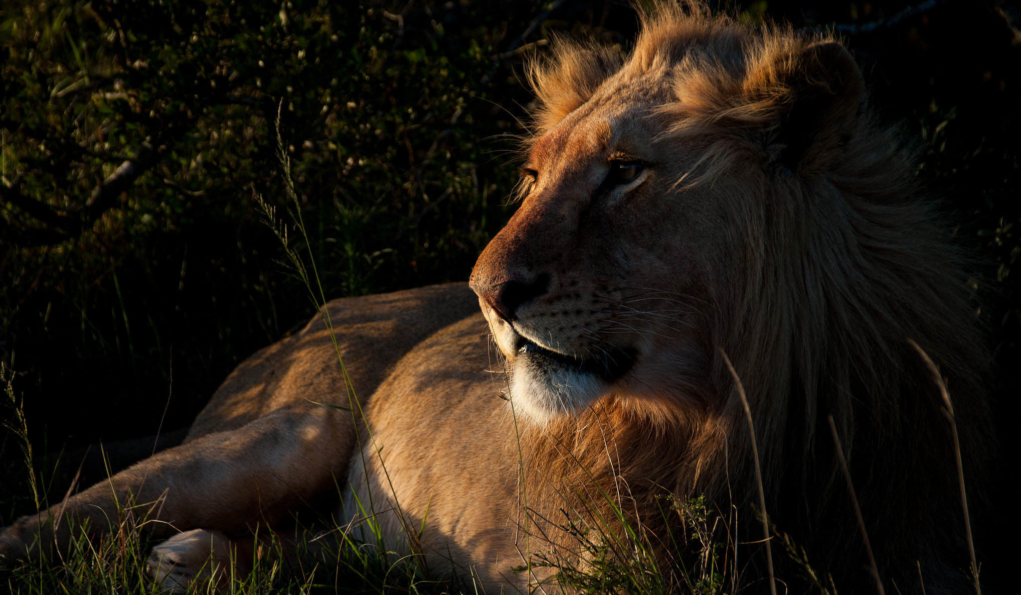 Sigma 18-250mm F3.5-6.3 DC OS HSM sample photo. The lion king photography