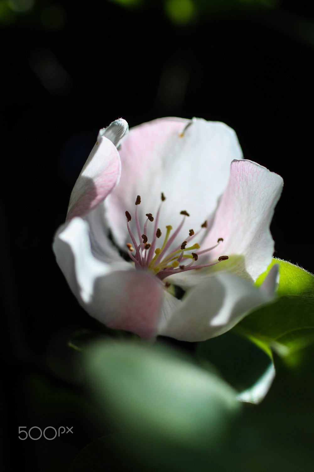 Canon EOS 600D (Rebel EOS T3i / EOS Kiss X5) + Canon EF 50mm F2.5 Macro sample photo. Drama queen photography