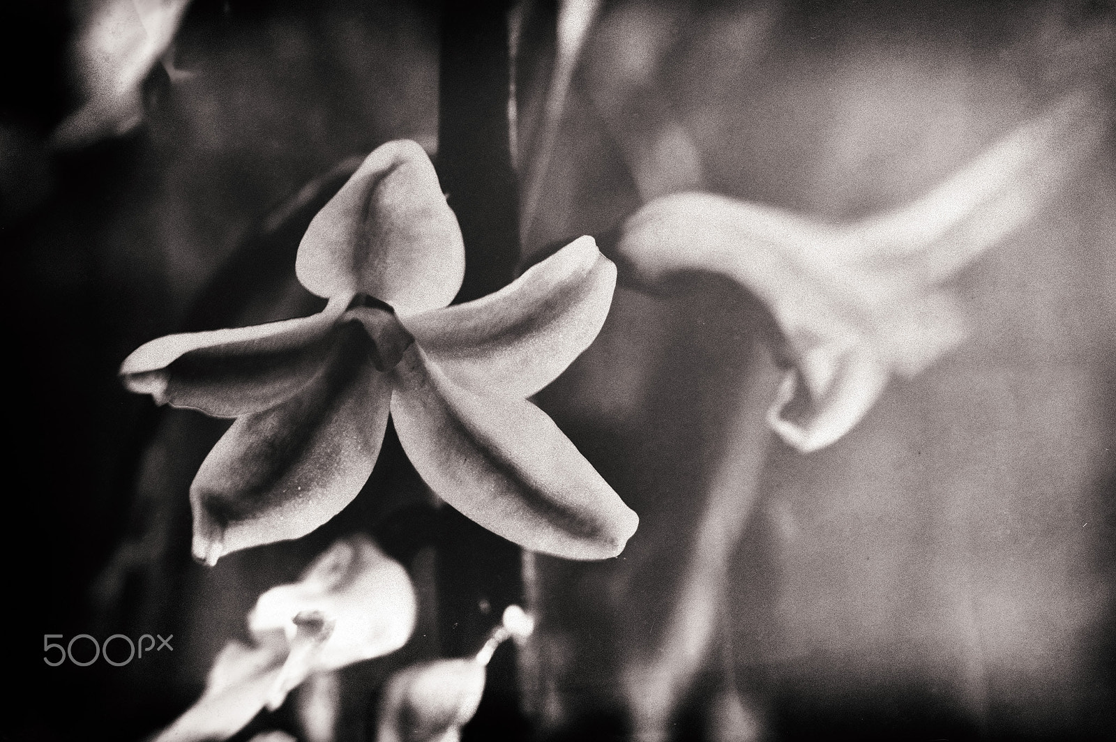 Pentax K-3 II sample photo. Flowers photography