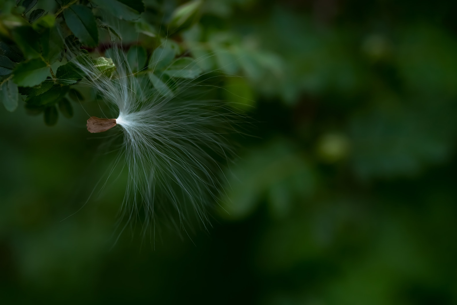 Sony a7R II + Canon EF 100mm F2.8L Macro IS USM sample photo. Mellow spring photography