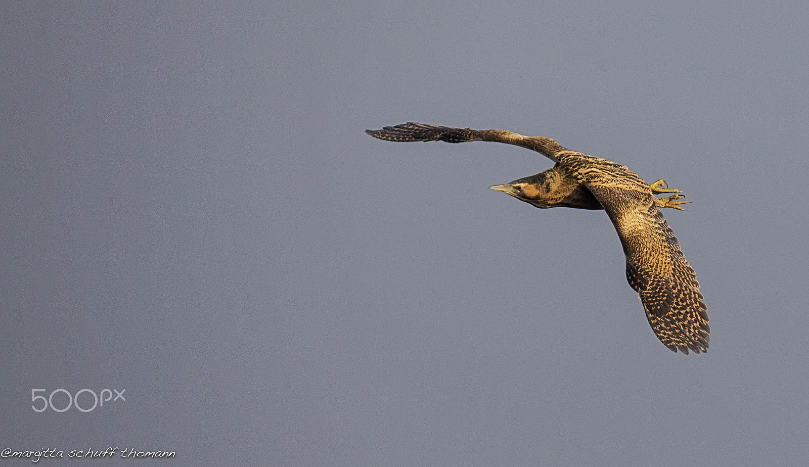 Tamron SP 150-600mm F5-6.3 Di VC USD sample photo. Bittern.. photography