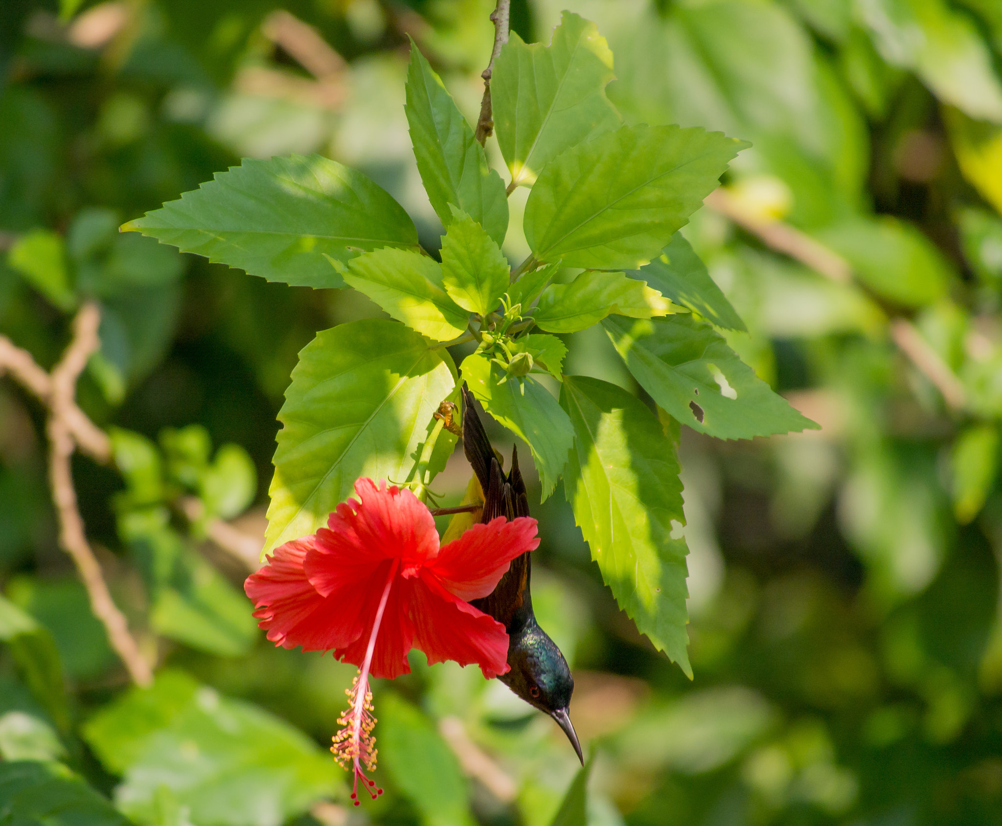 Olympus OM-D E-M5 sample photo. Hibiscus and sunbird photography