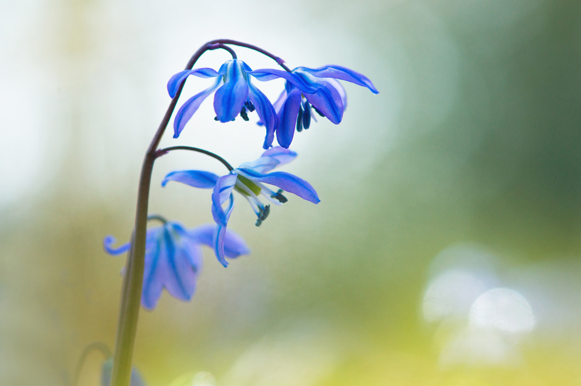 Sony Alpha DSLR-A550 + Sony 100mm F2.8 Macro sample photo. Wood hyacinth photography