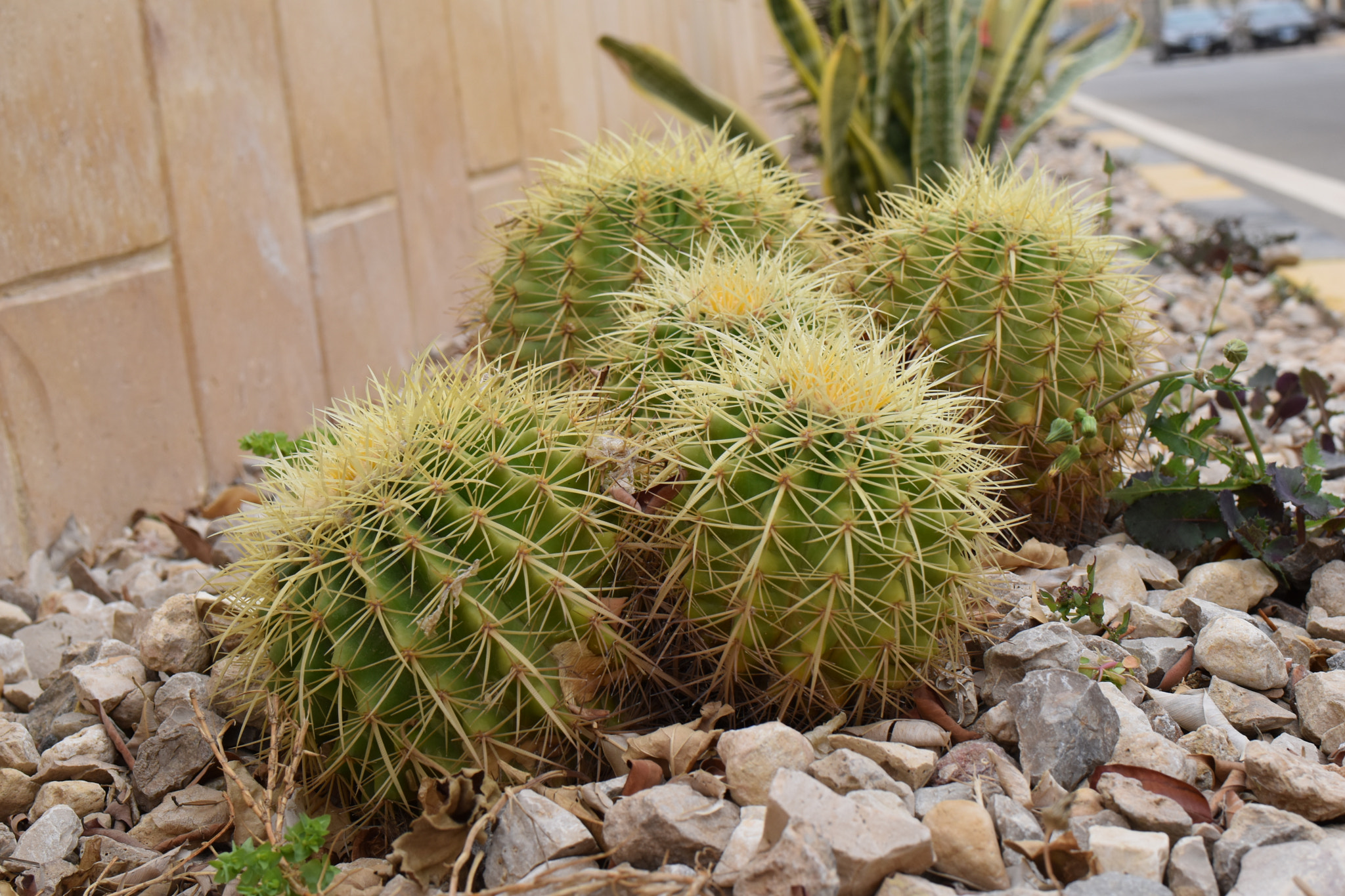 Nikon D5500 + Tamron SP 35mm F1.8 Di VC USD sample photo. Lovely cactus  photography