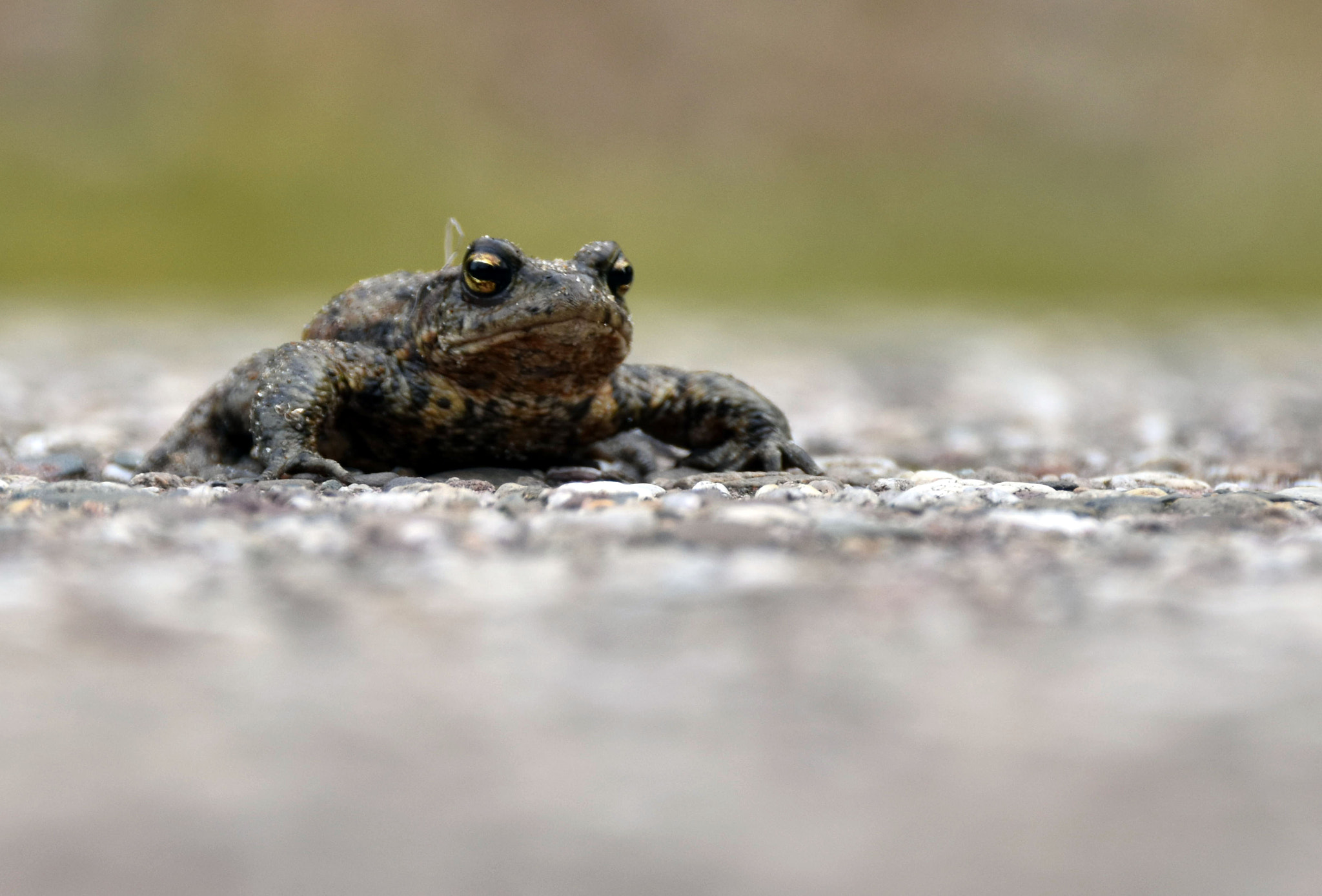 Nikon D5500 + Sigma 18-250mm F3.5-6.3 DC Macro OS HSM sample photo. Toad on a road photography