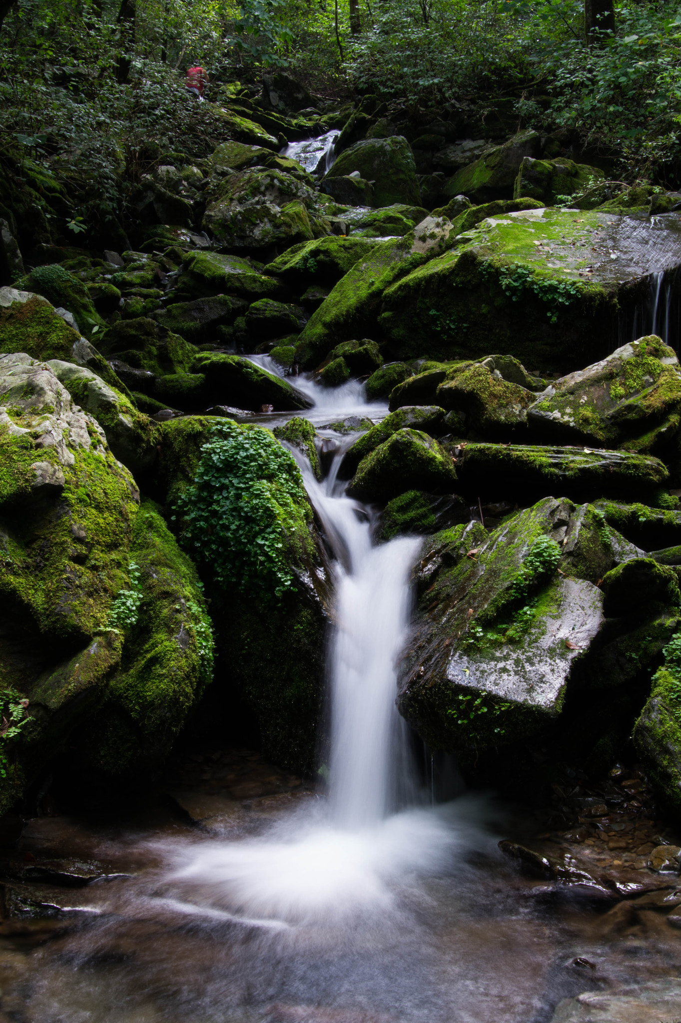 Tamron 18-270mm F3.5-6.3 Di II PZD sample photo. Moss valley in korea photography