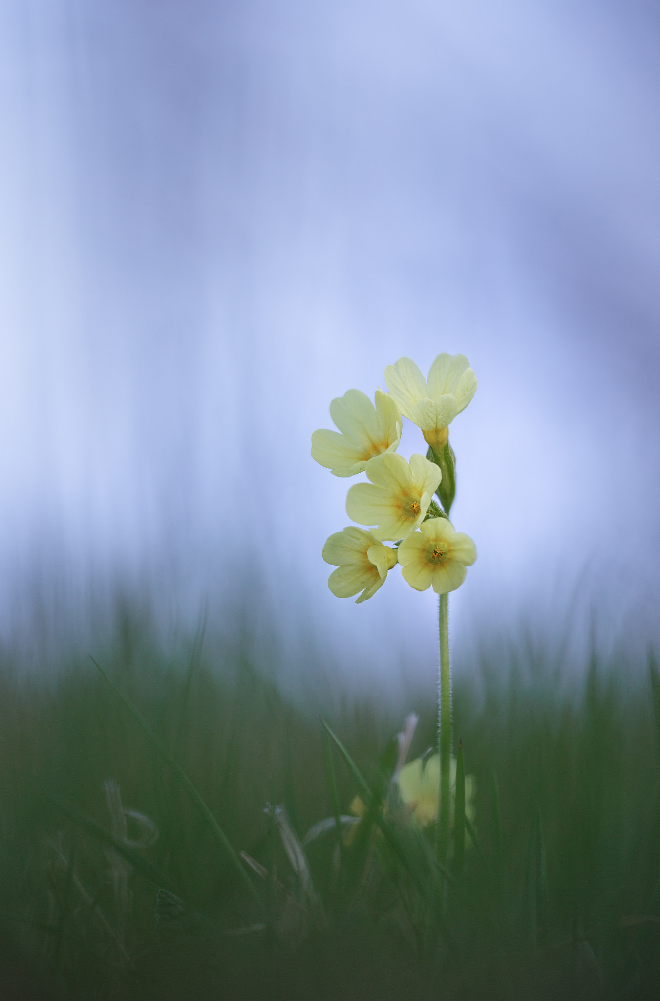 Sigma APO Macro 150mm f/2.8 EX DG HSM sample photo. Primula photography