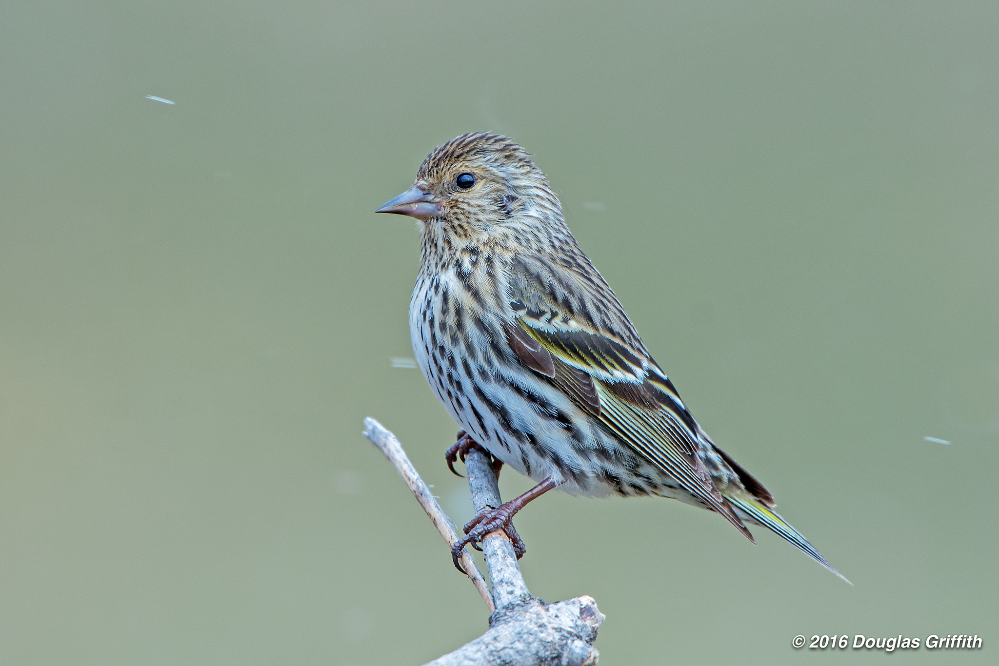 Nikon D7200 + Nikon AF-S Nikkor 500mm F4G ED VR sample photo. Late spring snowstorm: pine siskin (spinus pinus) photography