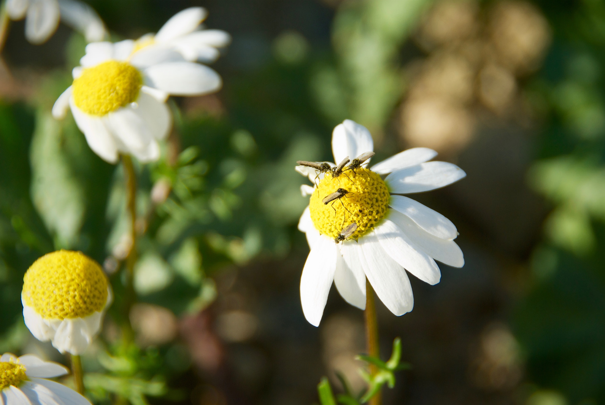 Pentax K10D sample photo. Flowers photography