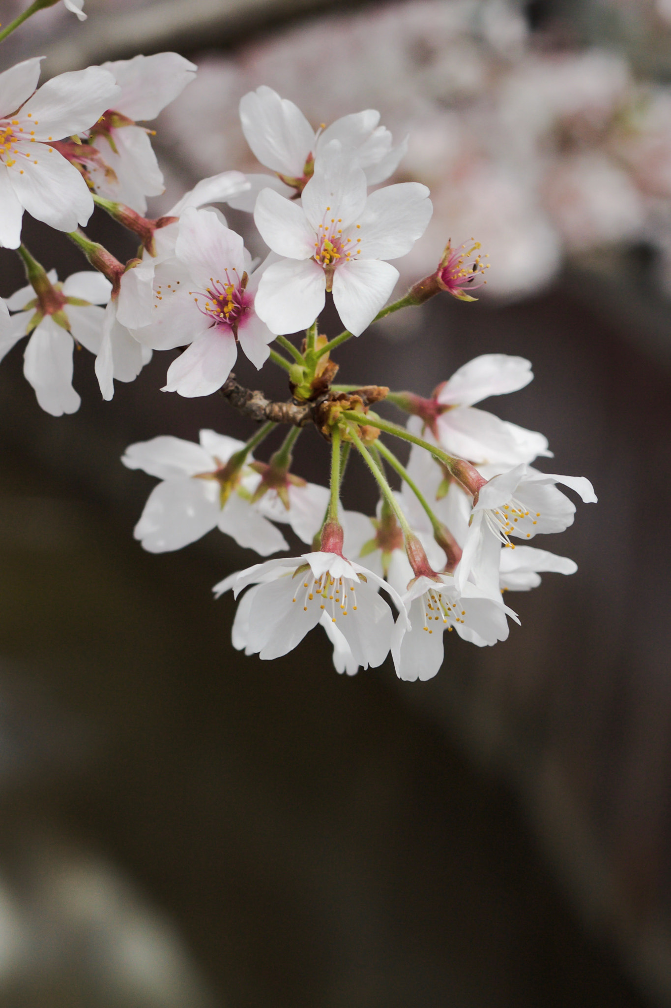 Canon EOS 600D (Rebel EOS T3i / EOS Kiss X5) + Canon EF 50mm F1.8 II sample photo. Cherry blossom ( 桜 ) photography
