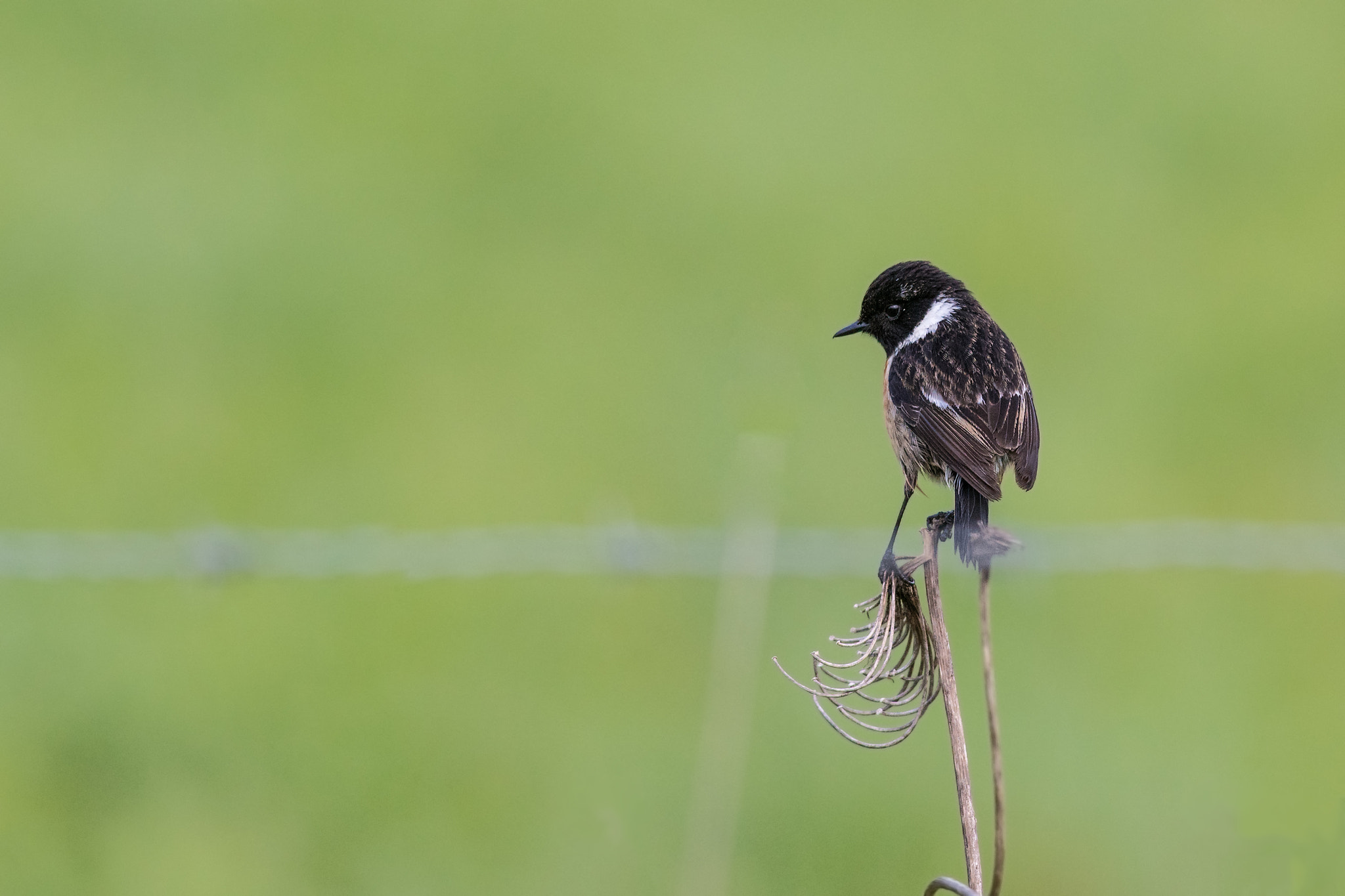 Sony 300mm F2.8 G SSM II sample photo. Saxicola torquatus photography