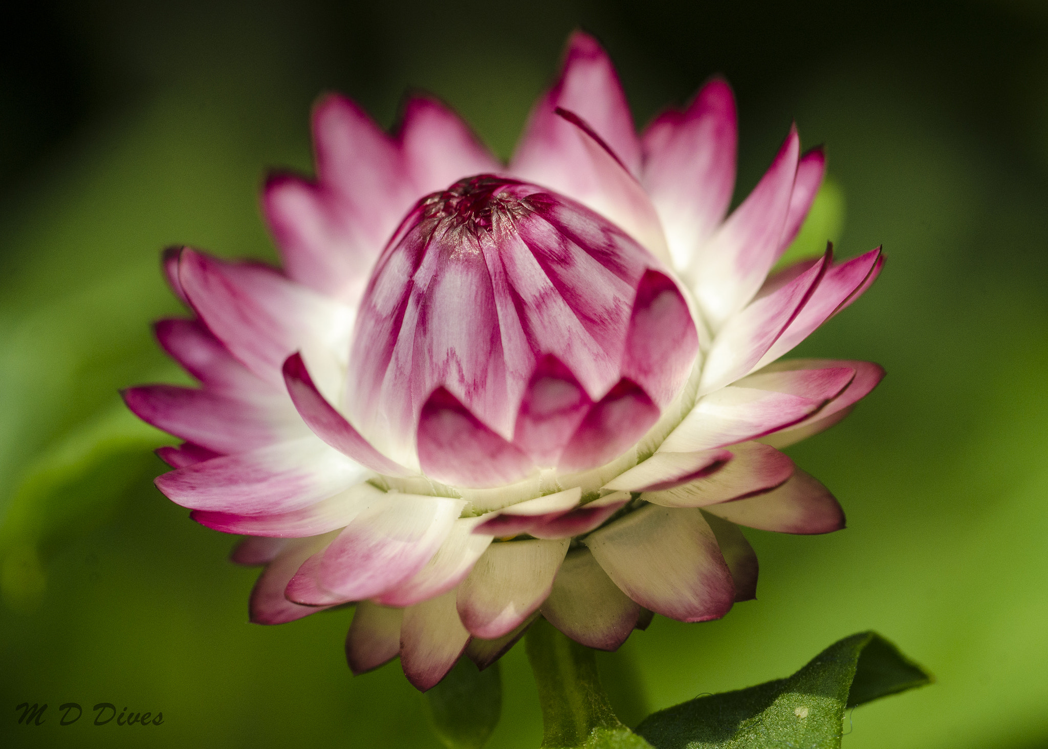 Tamron SP AF 90mm F2.8 Di Macro sample photo. Flowers in singapore photography