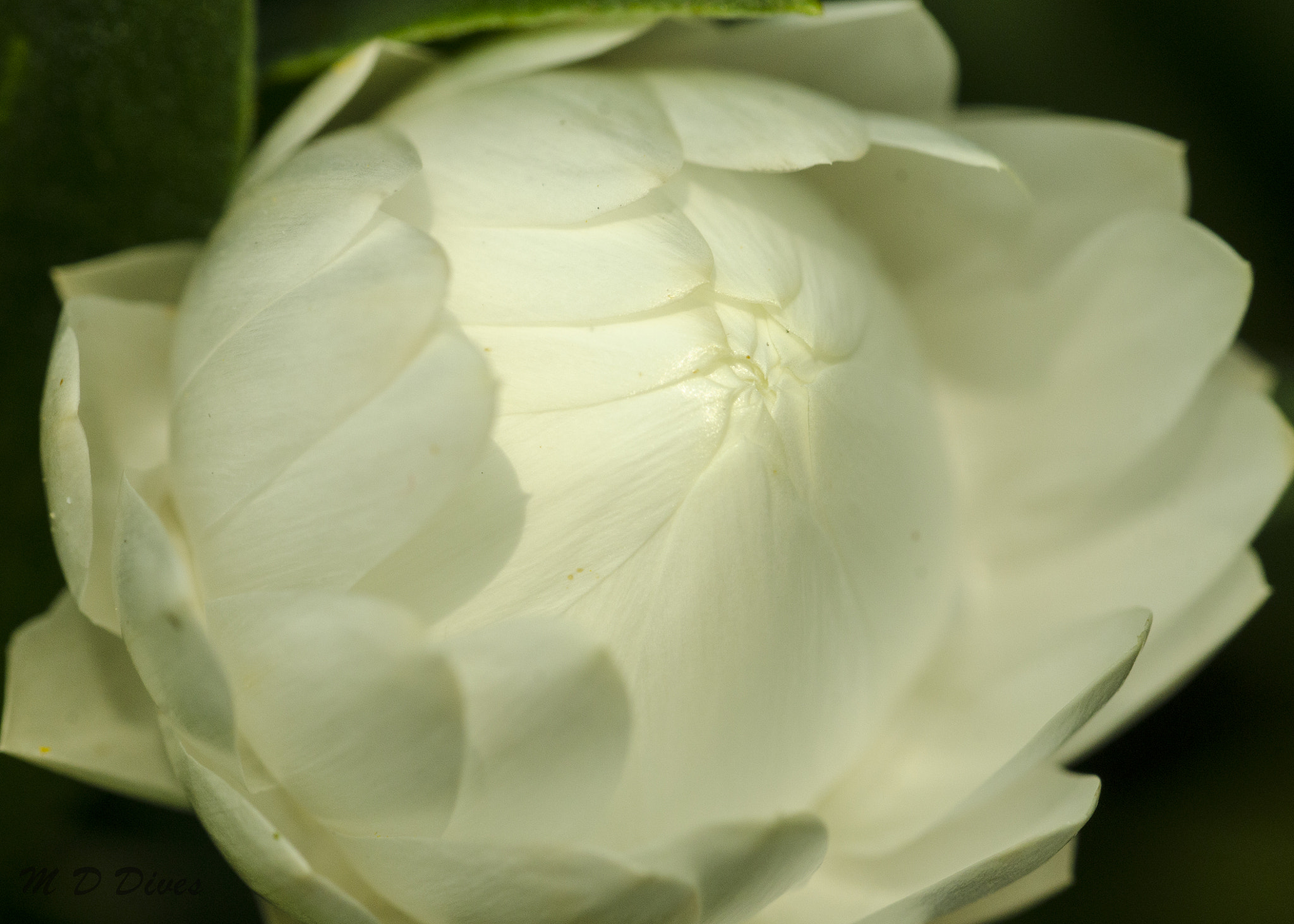 Tamron SP AF 90mm F2.8 Di Macro sample photo. Flowers in singapore photography