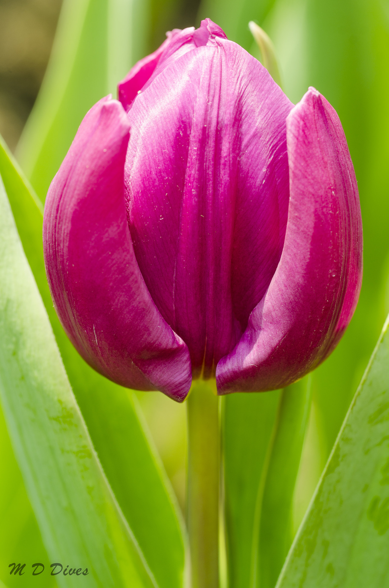 Tamron SP AF 90mm F2.8 Di Macro sample photo. Flowers in singapore photography