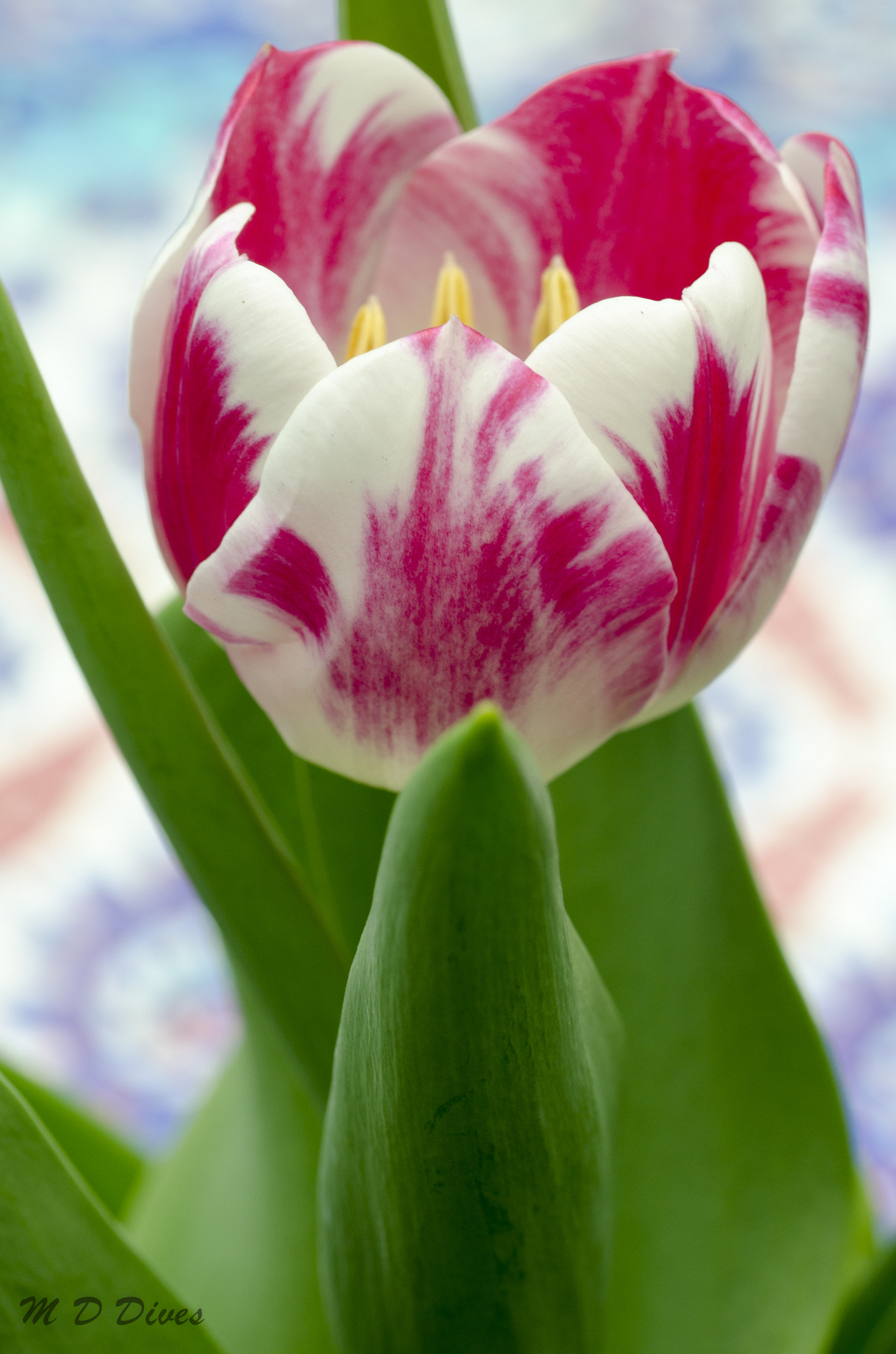 Tamron SP AF 90mm F2.8 Di Macro sample photo. Flowers in singapore photography