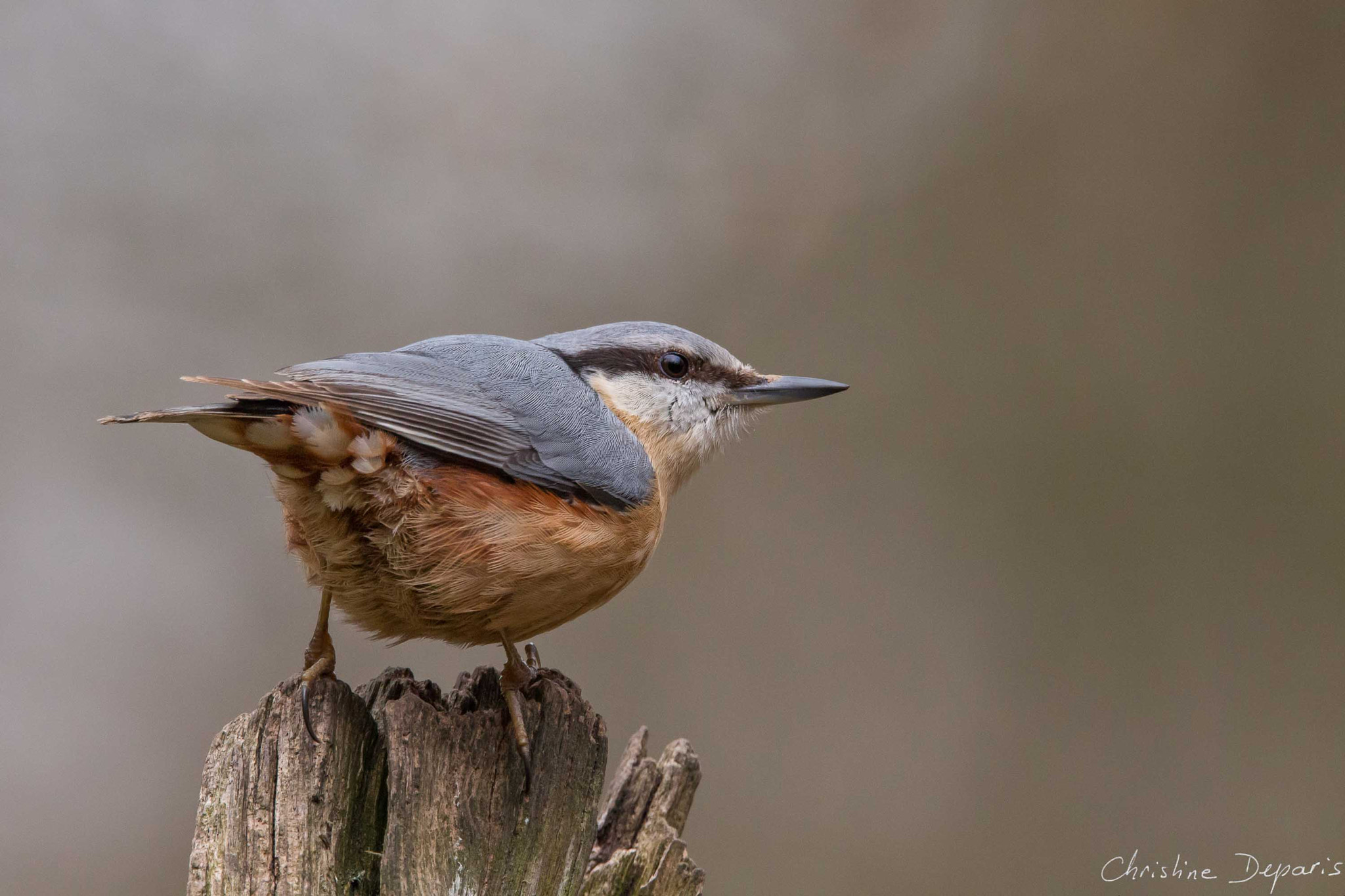 Sigma 150-600mm F5-6.3 DG OS HSM | C sample photo. Eurasian nuthatch photography