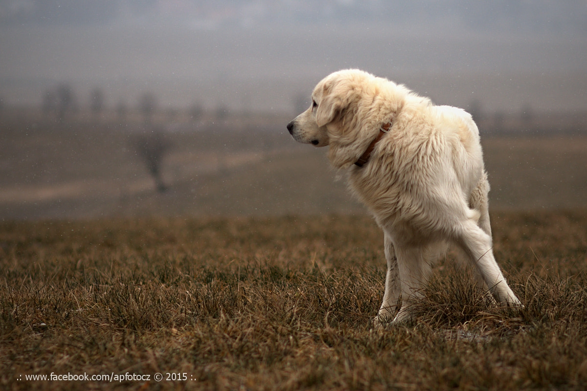 Canon EOS 70D + Canon EF 100mm F2.0 USM sample photo. Belopard art photography