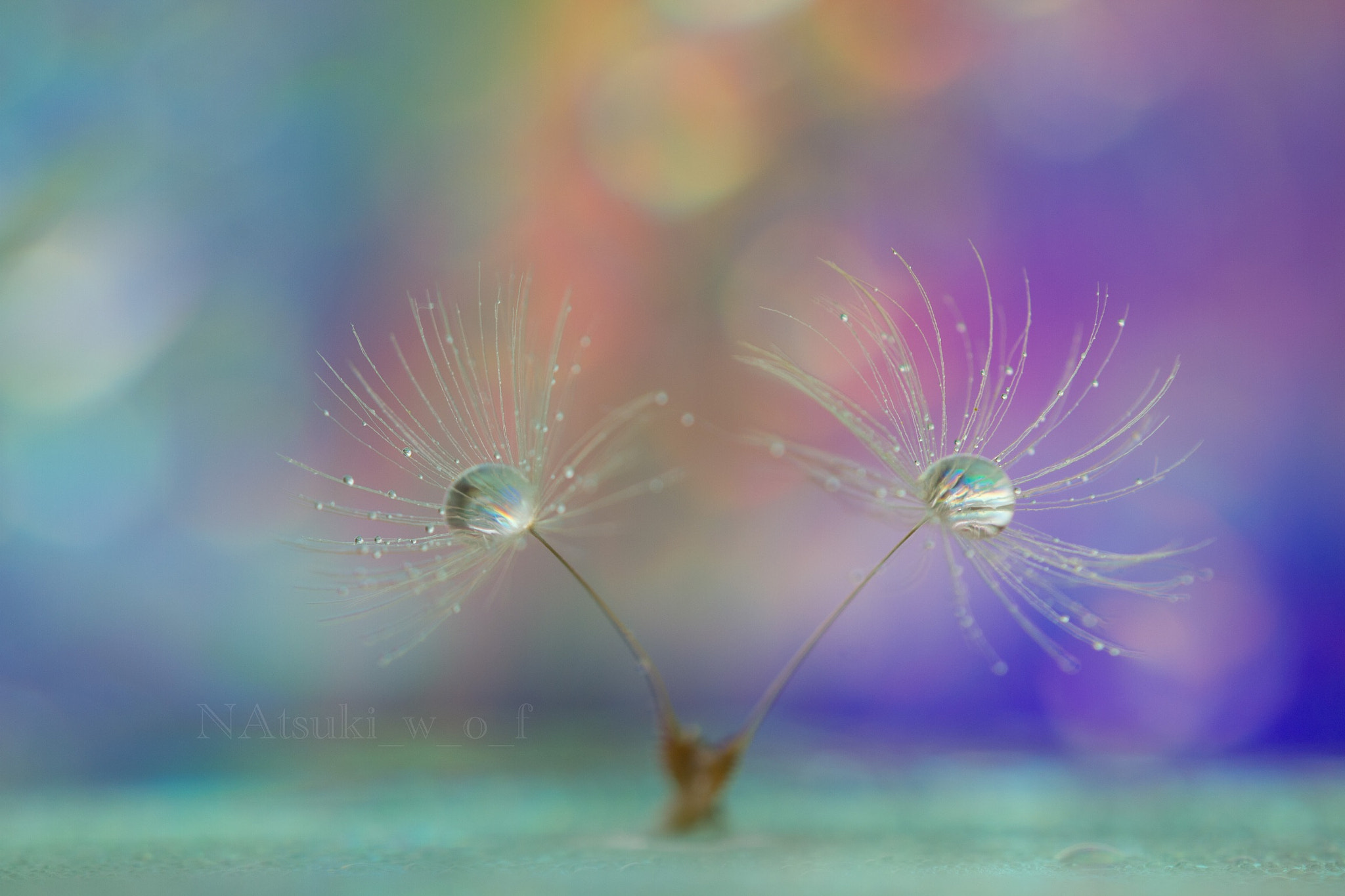 Tamron SP AF 180mm F3.5 Di LD (IF) Macro sample photo. Fantasy world photography
