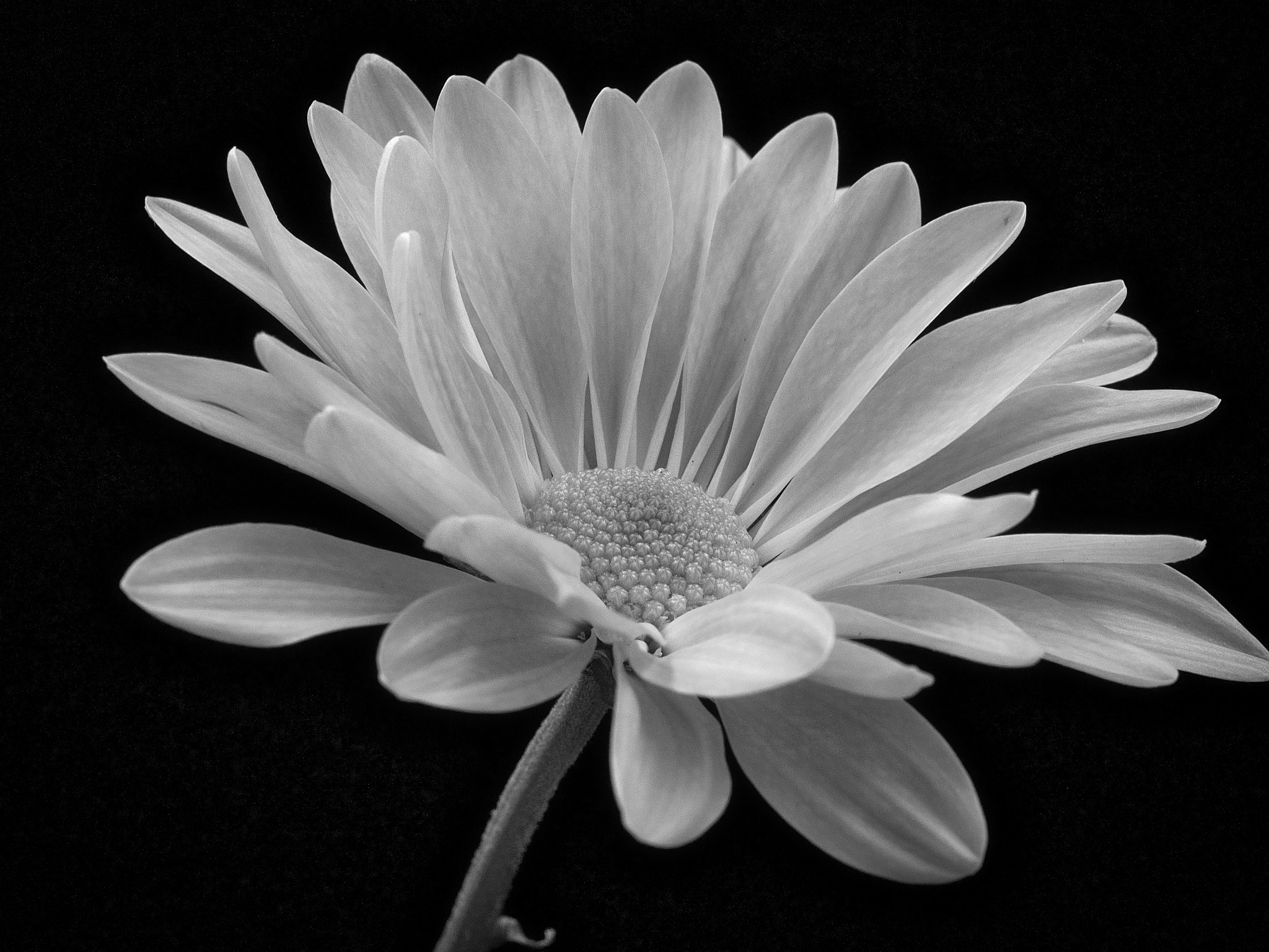 Olympus PEN E-P5 sample photo. Flower photography