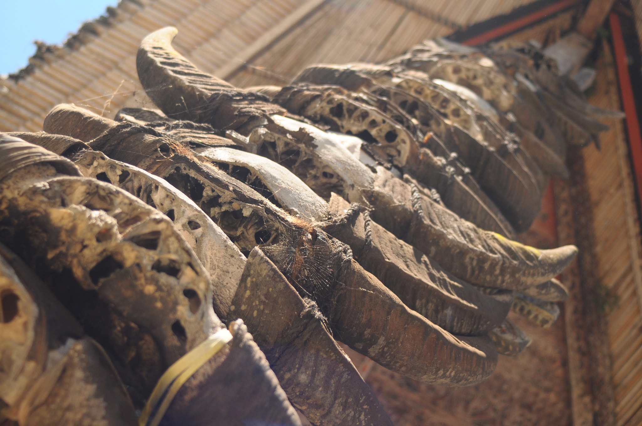 AF Zoom-Nikkor 35-70mm f/3.3-4.5 sample photo. Buffalo horn hang on tongkonan house in tana toraja  photography