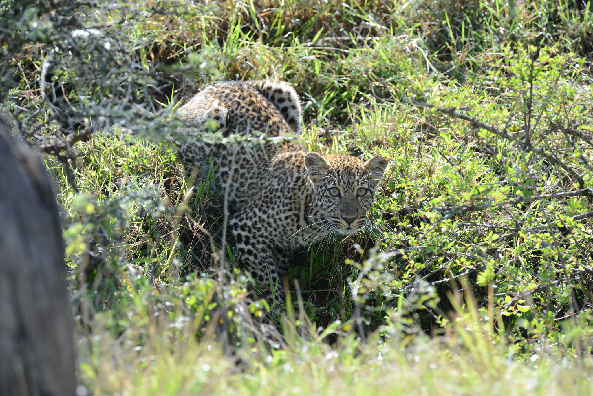 Nikon AF-S Nikkor 400mm F2.8D ED-IF II sample photo. Leopard cub photography