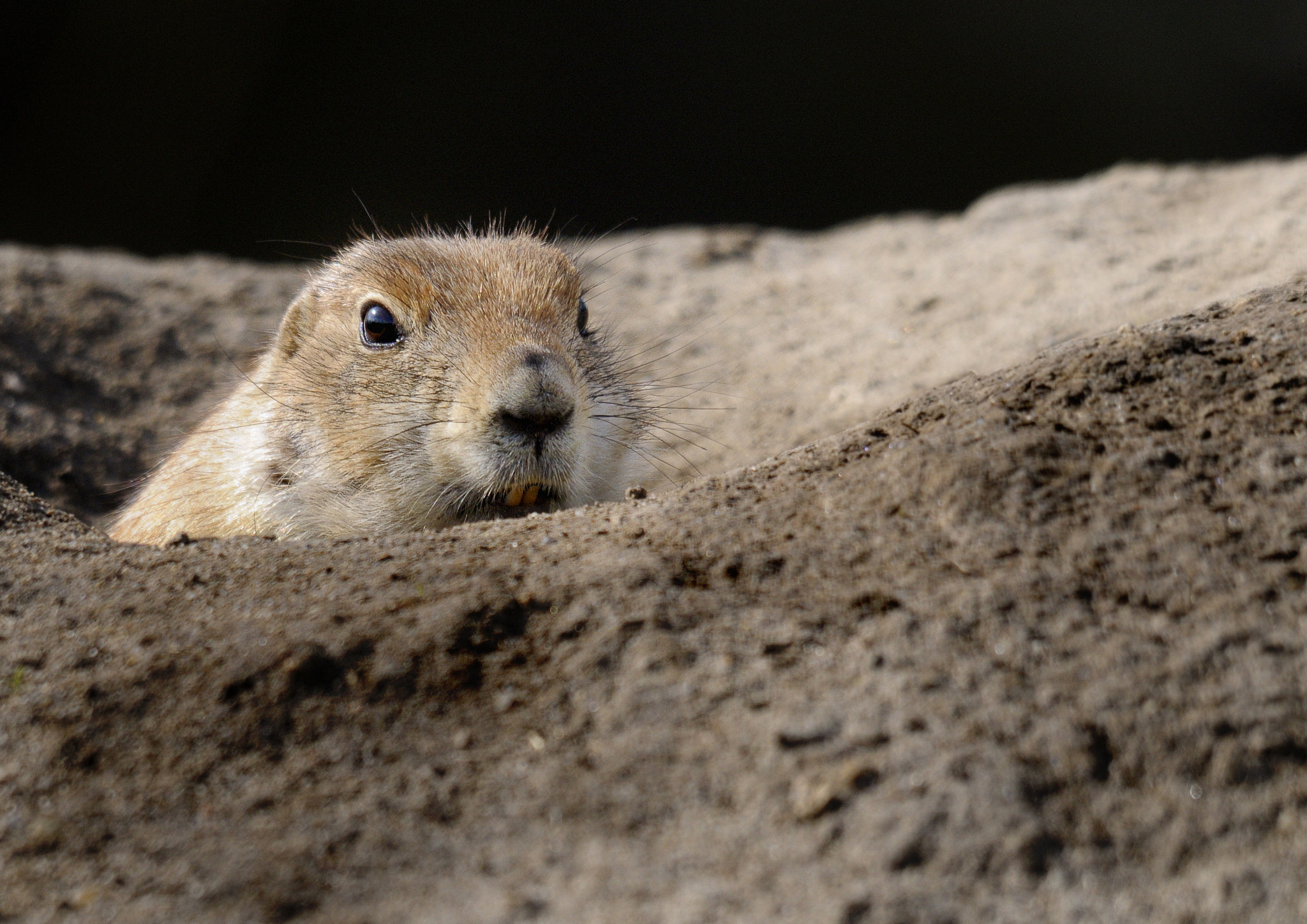 Sigma 150-500mm F5-6.3 DG OS HSM sample photo. Groundhog photography