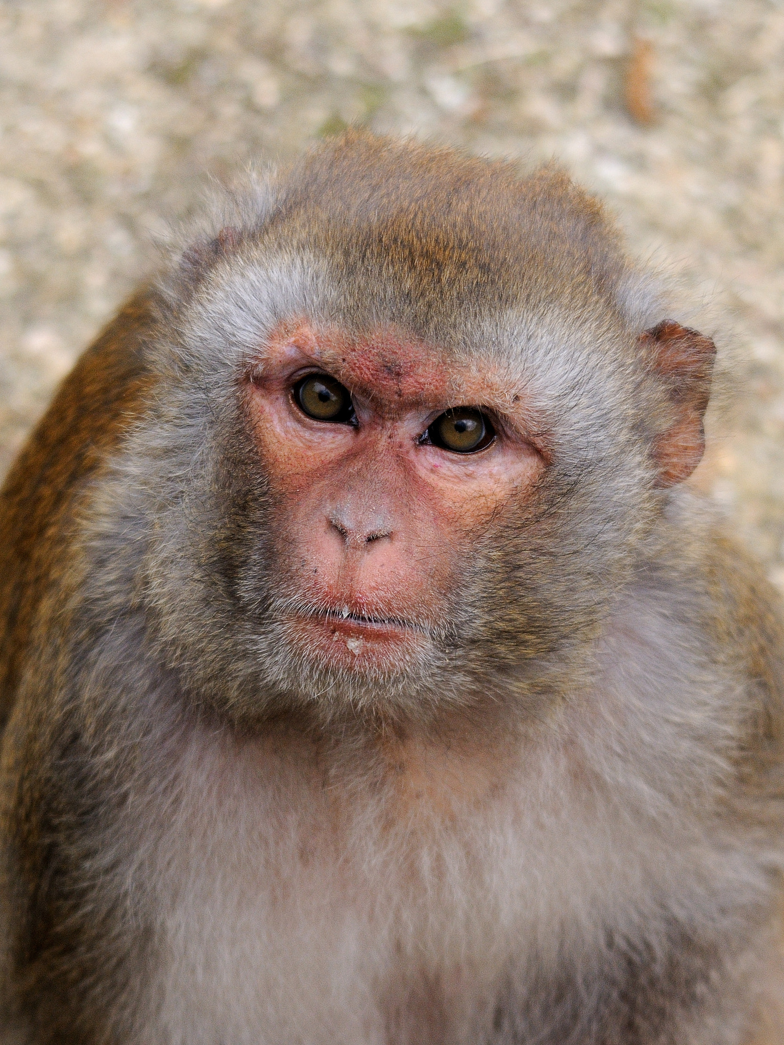Sigma 150-500mm F5-6.3 DG OS HSM sample photo. Monkey photography
