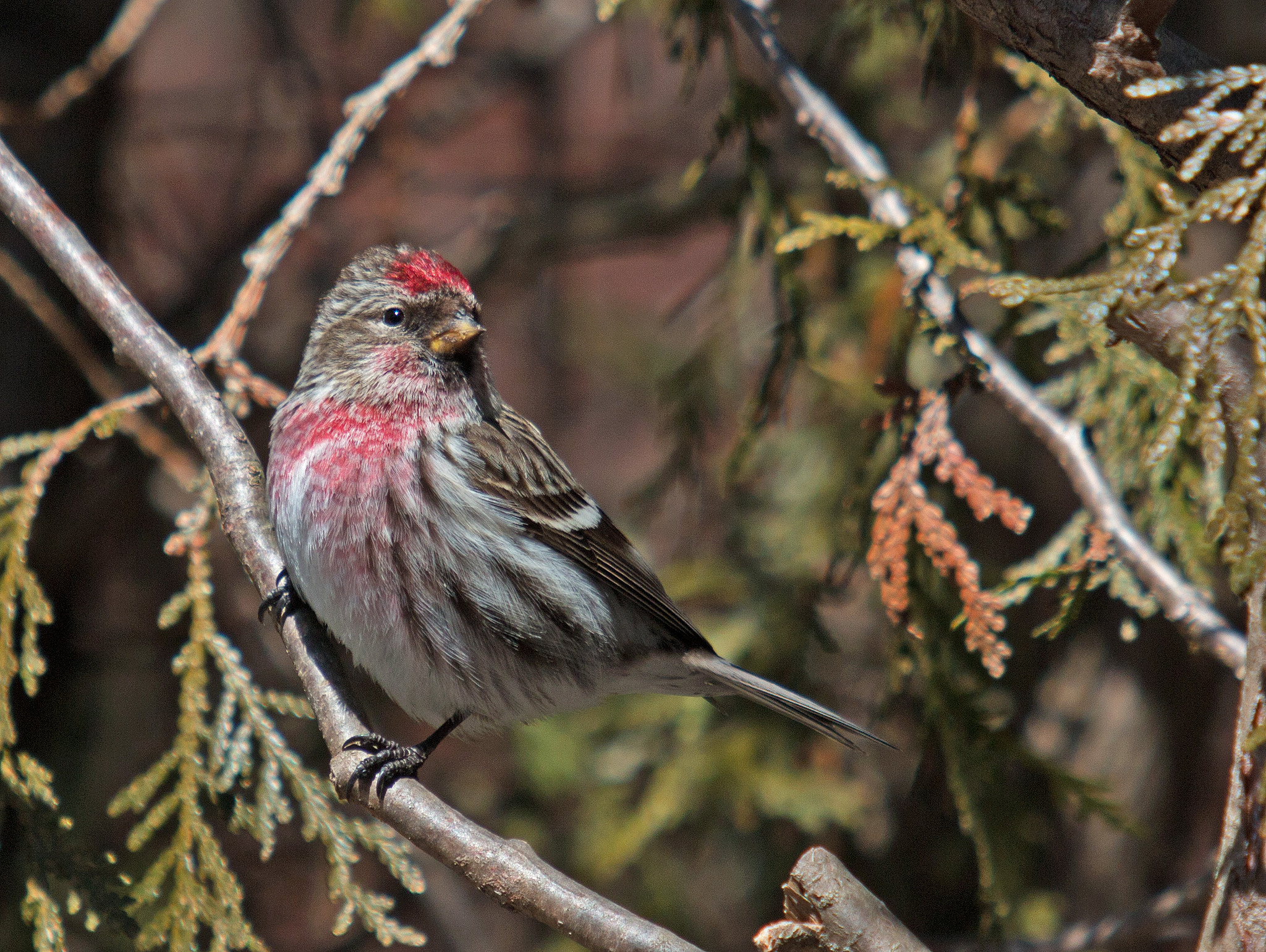 Canon EOS 70D + Canon EF 70-200mm F2.8L USM sample photo. Common redpoll photography