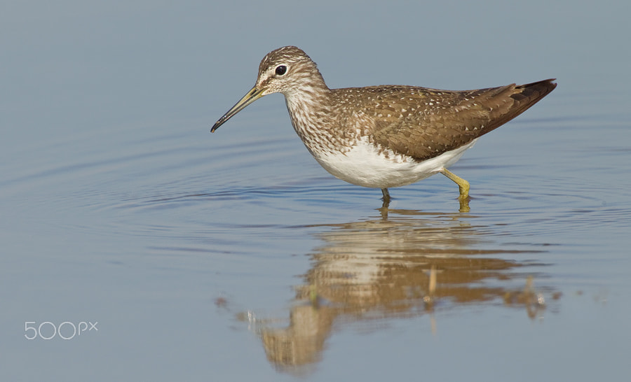 Canon EOS-1D Mark IV + Canon EF 500mm F4L IS USM sample photo. Common sandpiper photography