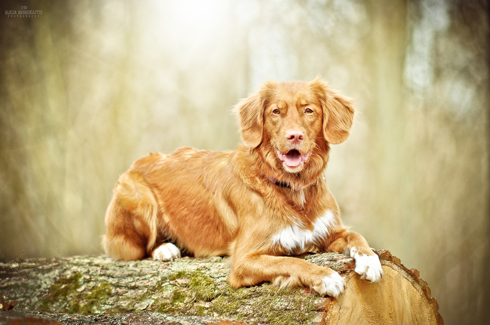 AF Zoom-Nikkor 80-200mm f/2.8 ED sample photo. Toller photography