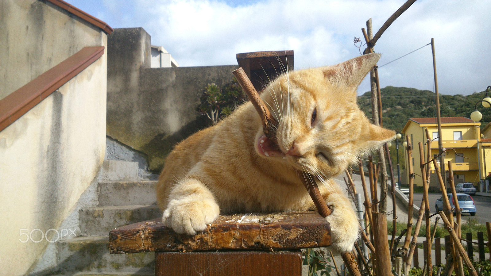 Sony Xperia P sample photo. Ferocity photography