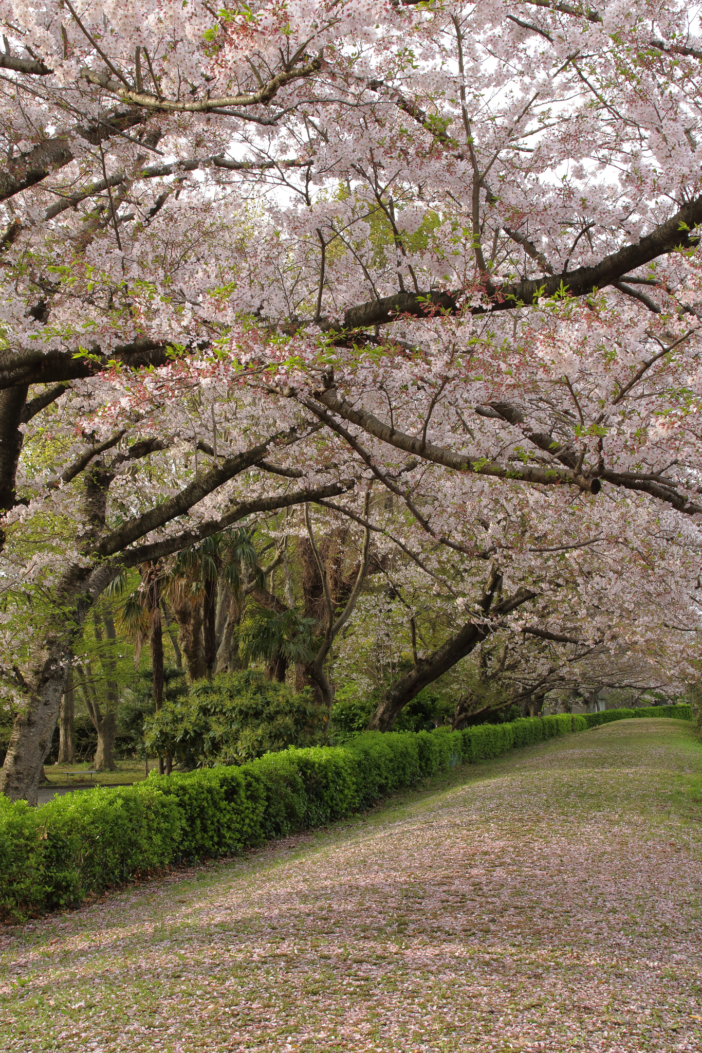 Sigma 28mm f/1.8 DG Macro EX sample photo. ...桜路 photography