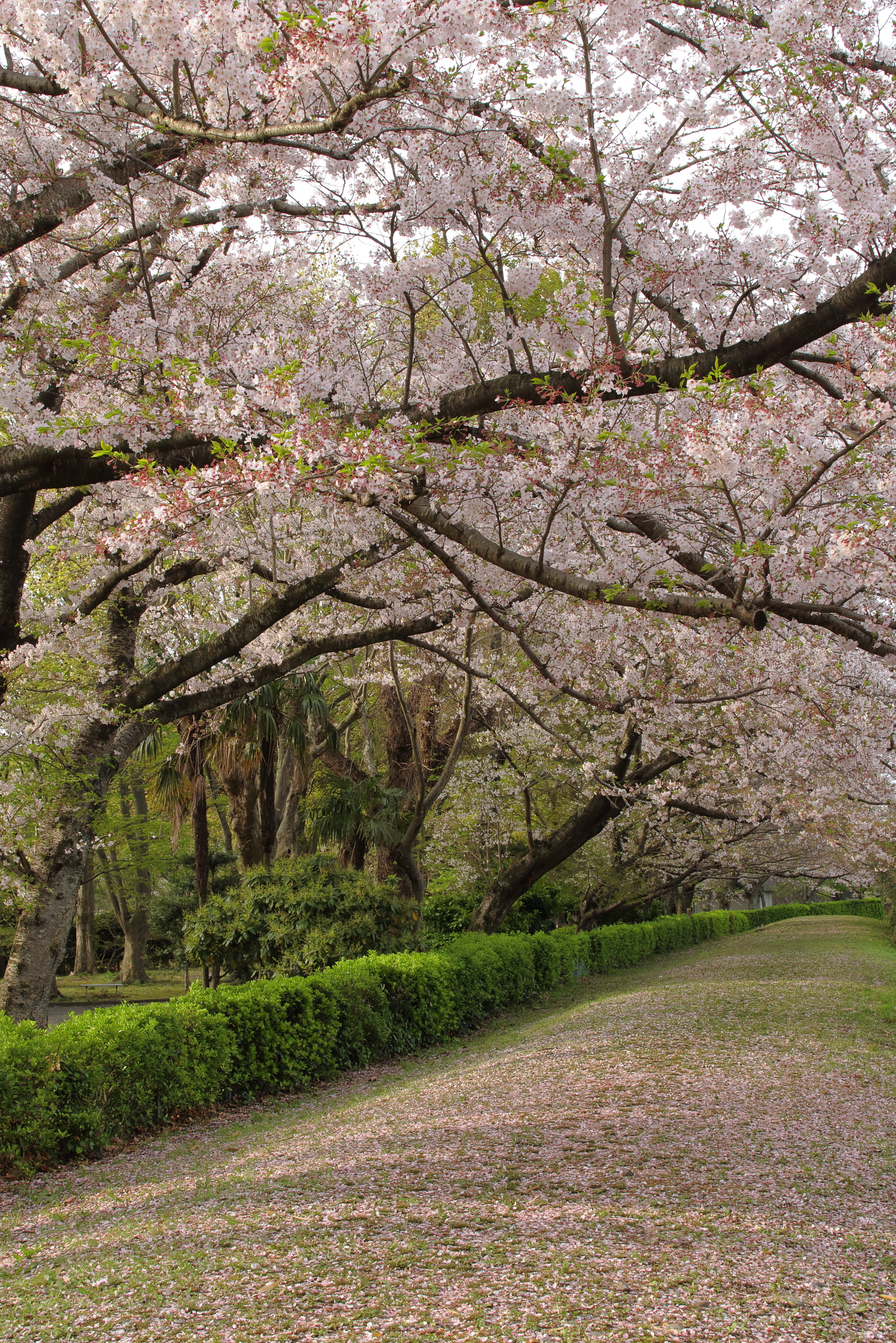 Canon EOS 7D Mark II + Sigma 28mm f/1.8 DG Macro EX sample photo. ...桜路 photography