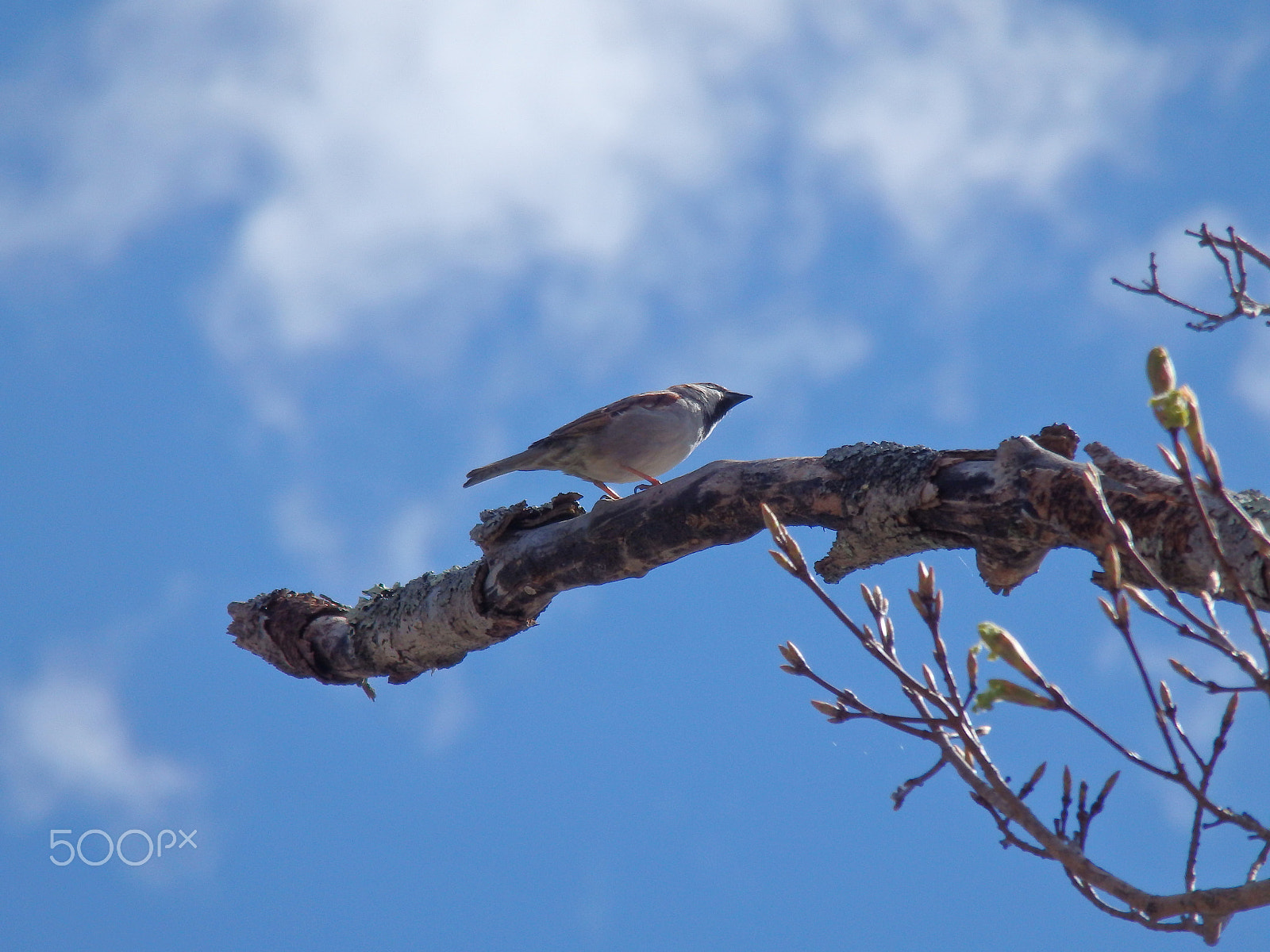 Olympus SH-60 sample photo. House sparrow photography
