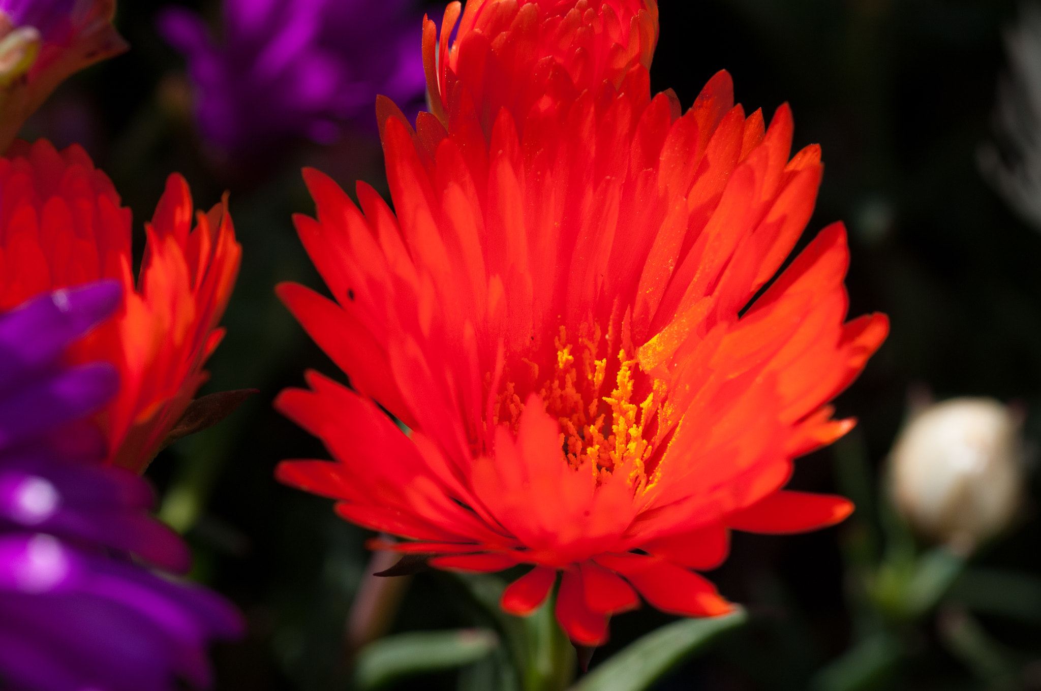 AF Micro-Nikkor 60mm f/2.8 sample photo. Amanti del sole photography