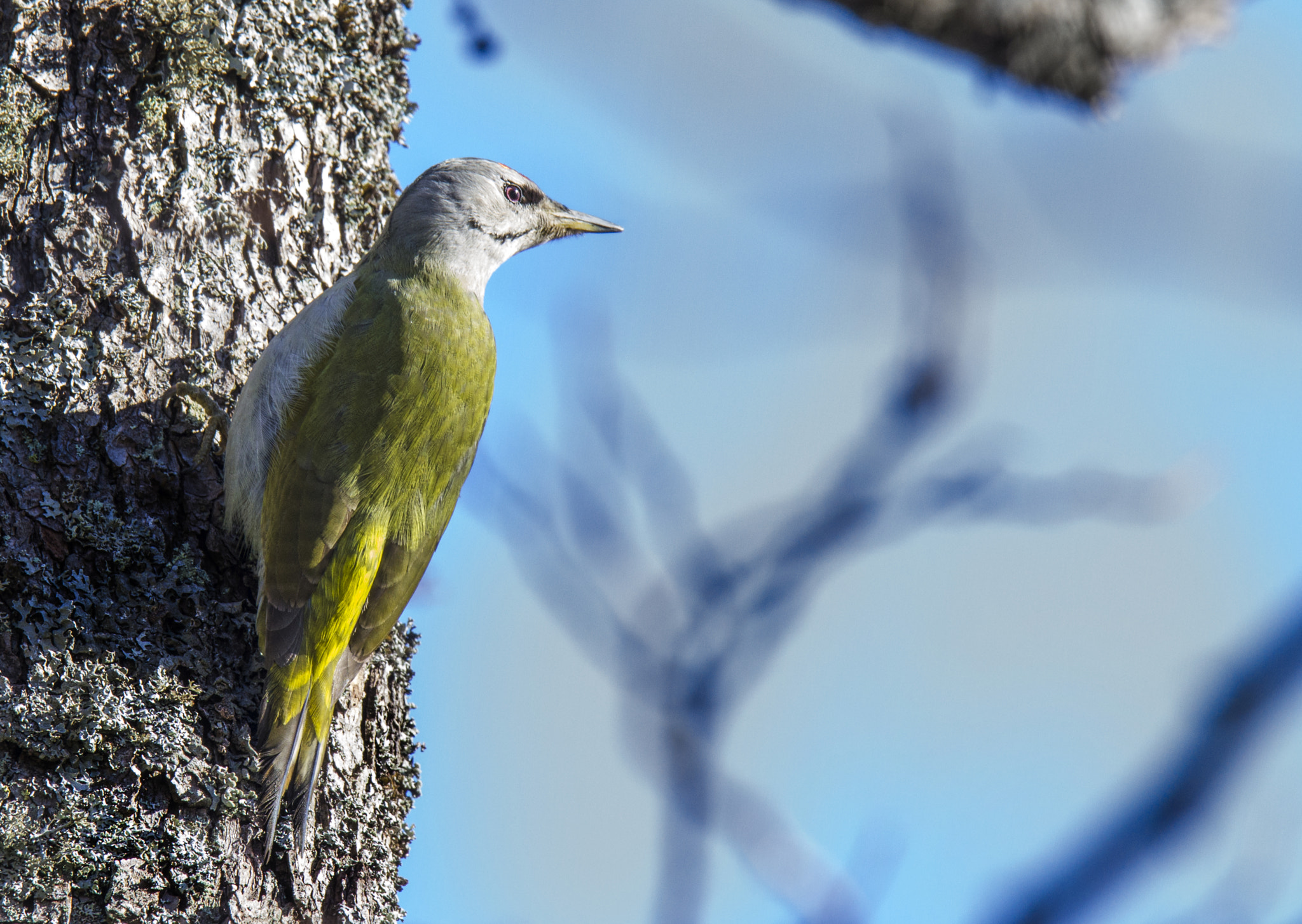 Canon EF 300mm F2.8L IS USM sample photo. Grey headed woodpecker (picus canus) photography