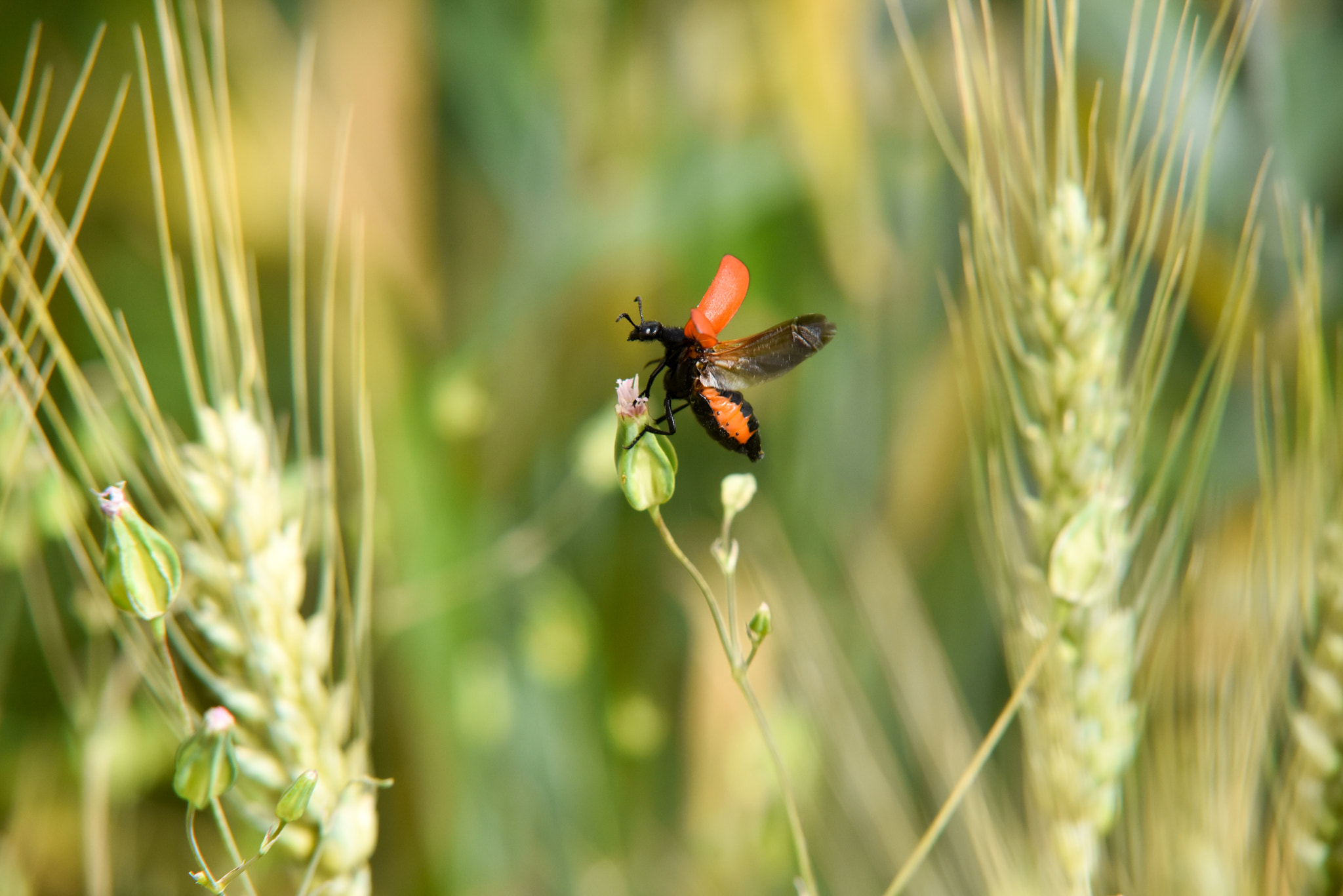 Sigma 70-200mm F2.8 EX DG Macro HSM II sample photo. Keep flight to the future photography