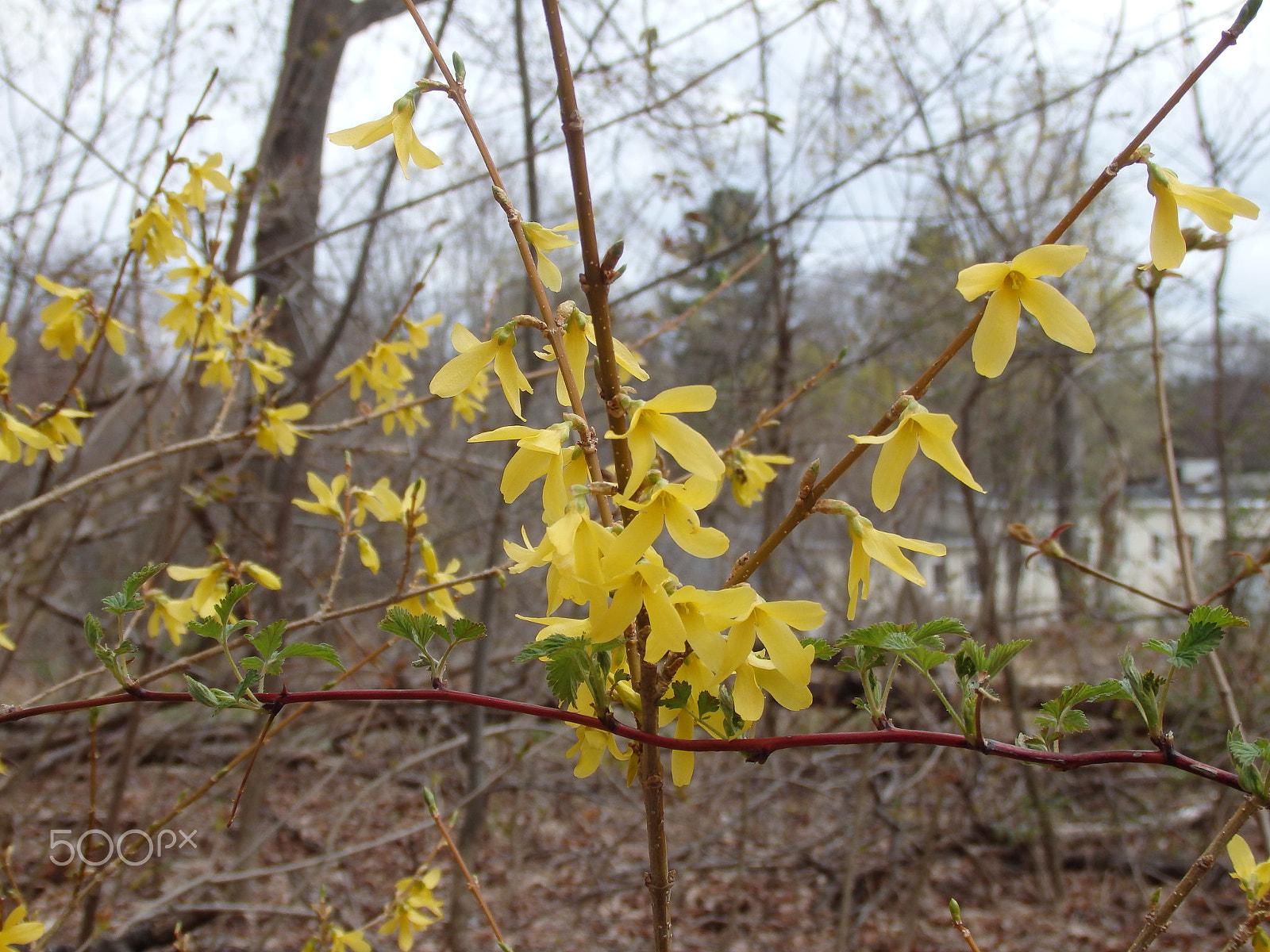 Olympus SH-60 sample photo. Yellow blossoms photography