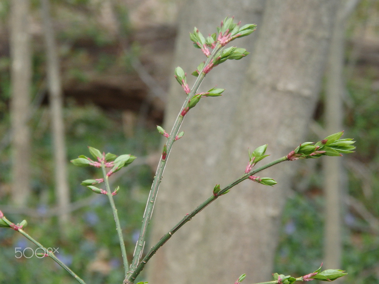 Olympus SH-60 sample photo. Budding branch 1 photography