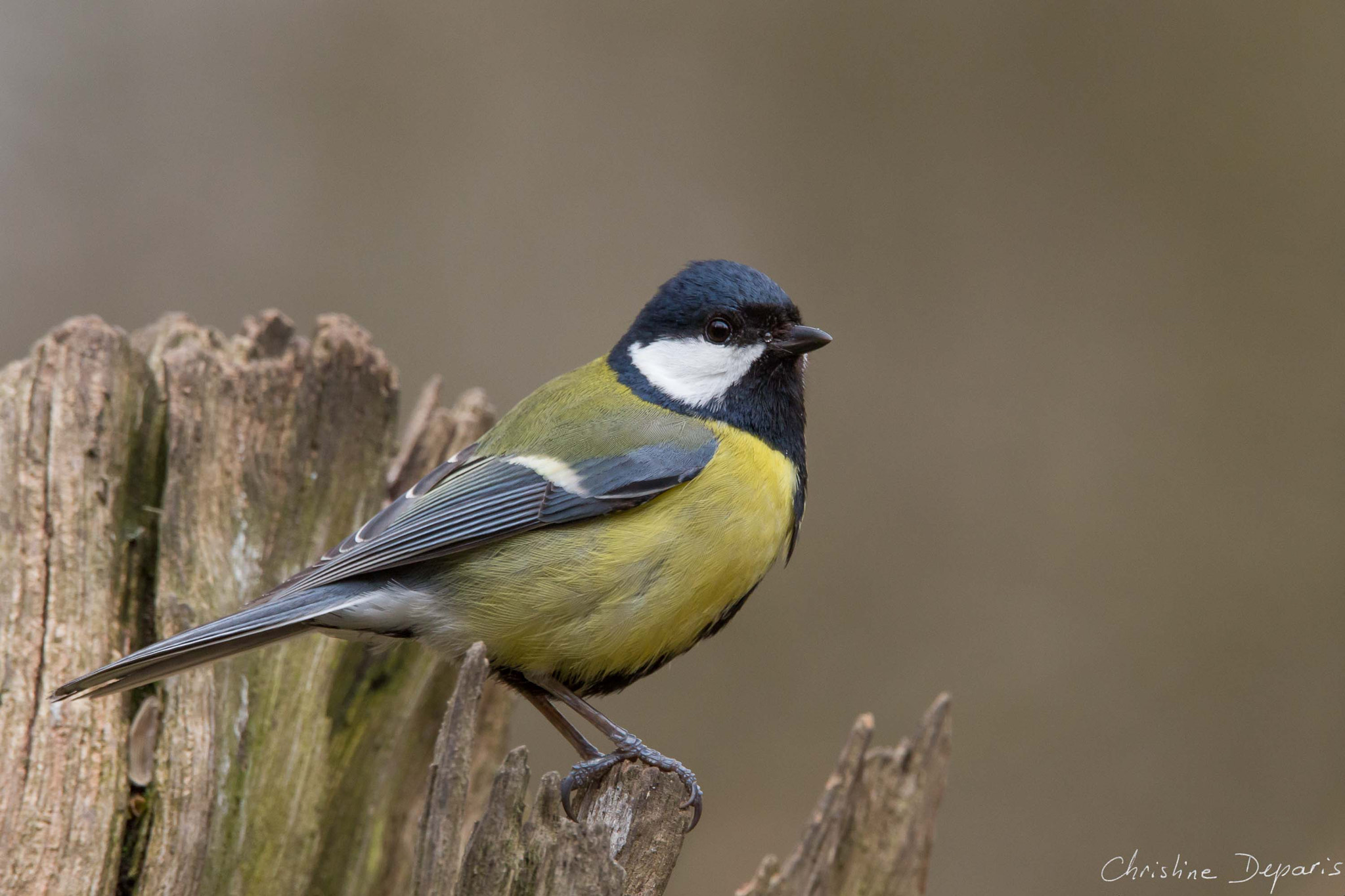 Sigma 150-600mm F5-6.3 DG OS HSM | C sample photo. Great tit photography