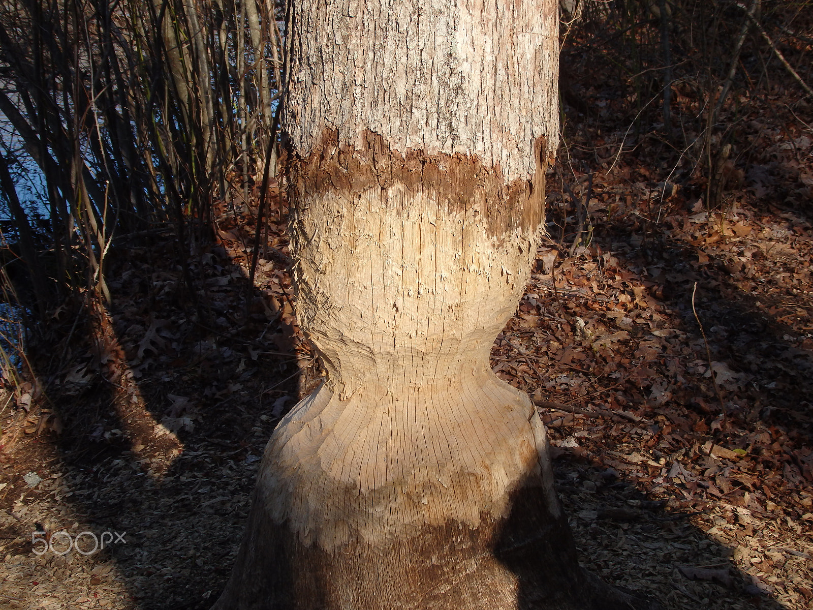 Olympus SH-60 sample photo. Beaver's work in progress photography