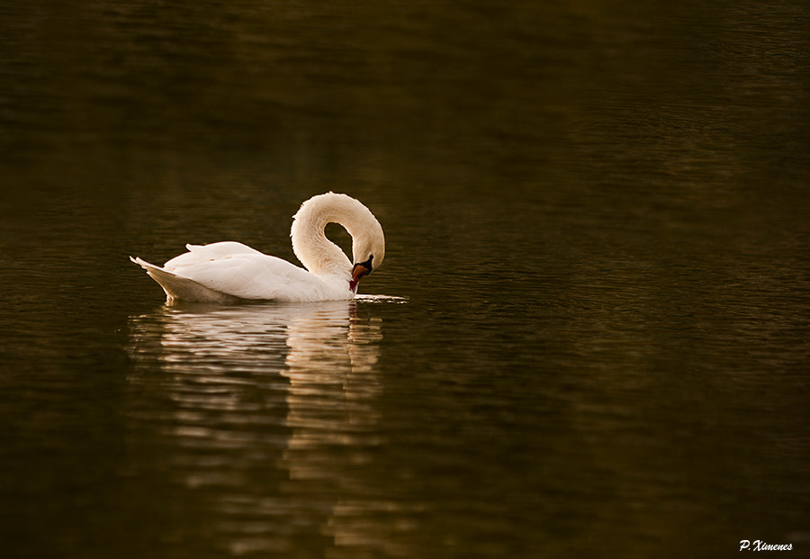 Sony Alpha DSLR-A700 + 70-200mm F2.8 sample photo. Le repos. photography