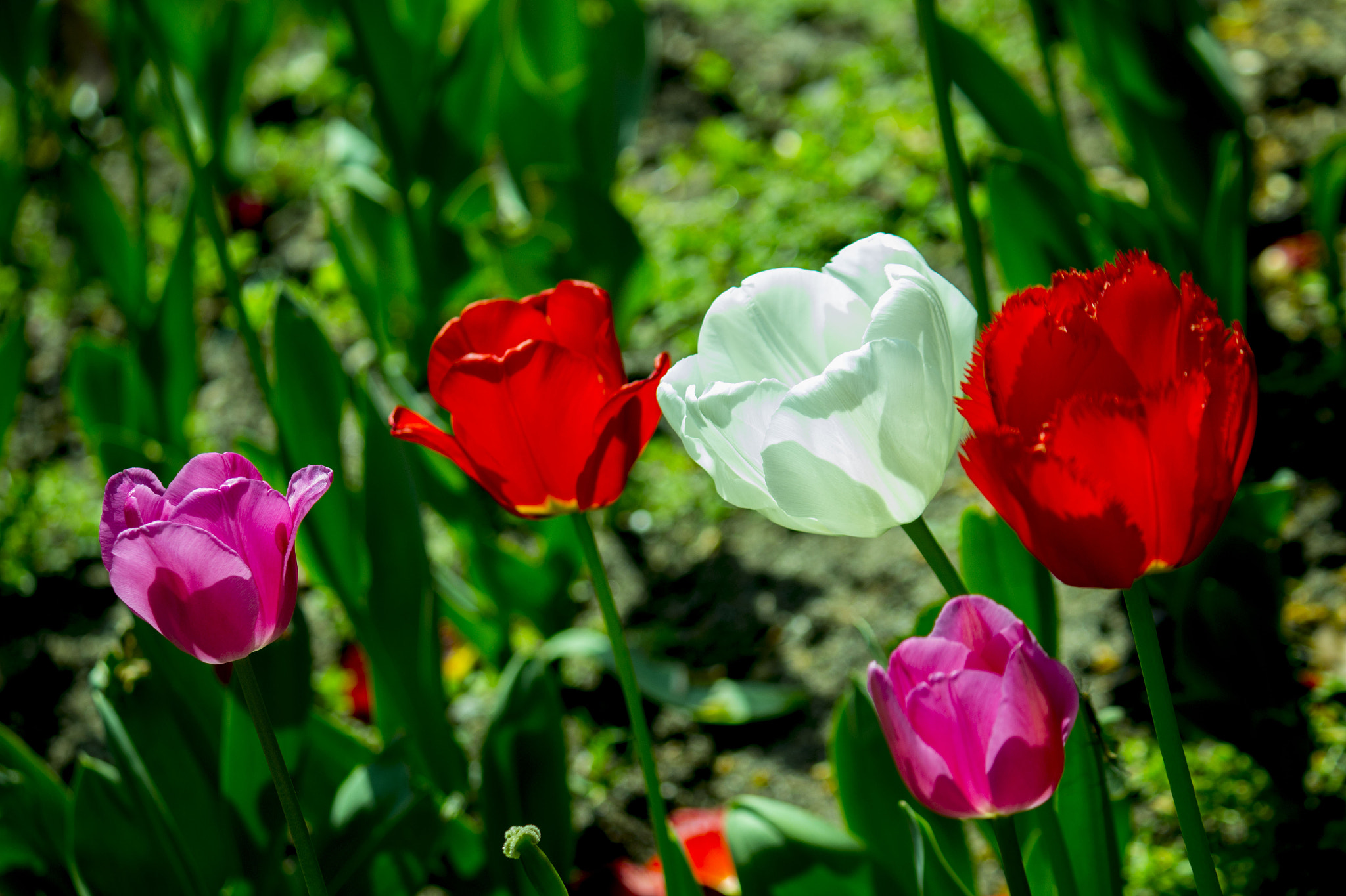Canon EF-S 55-250mm F4-5.6 IS sample photo. Innoviagarden photography