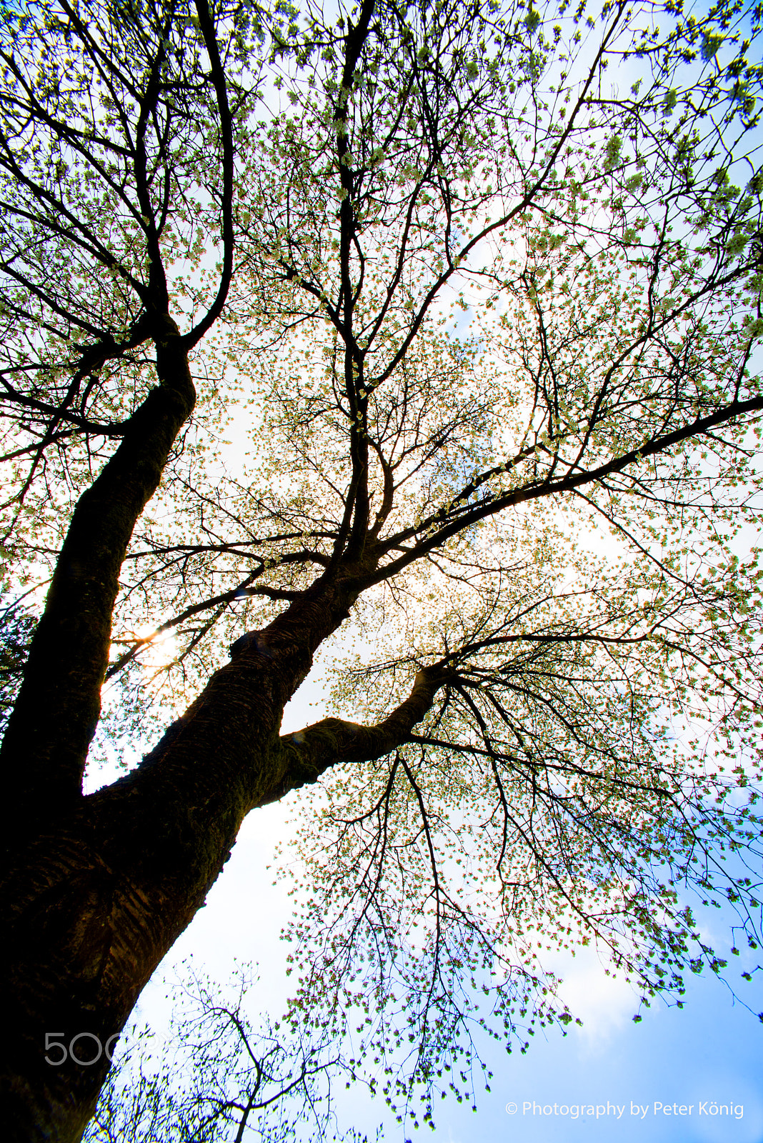 Sigma 14mm F3.5 sample photo. Tree in spring photography