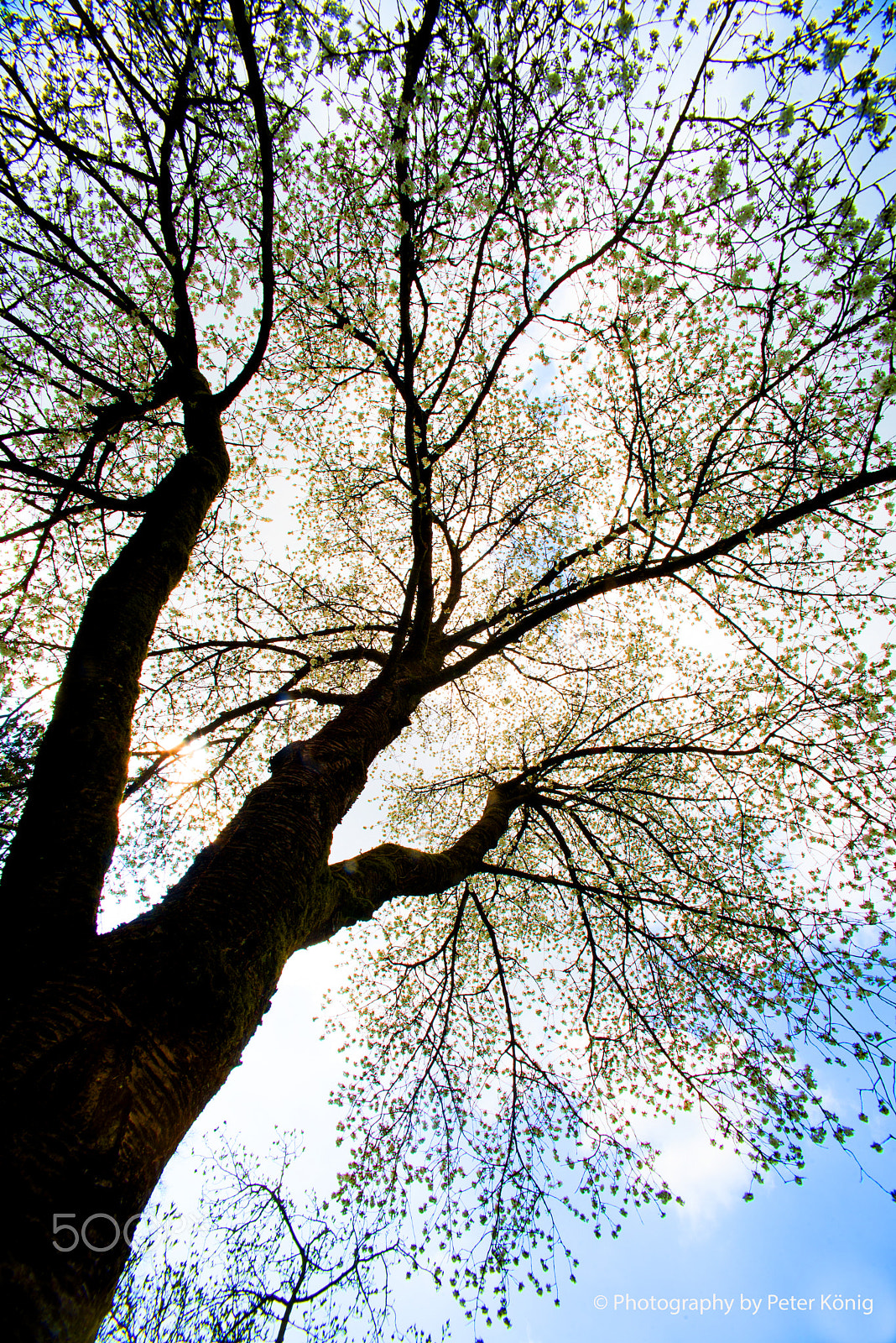 Nikon D600 + Sigma 14mm F3.5 sample photo. Tree in spring photography