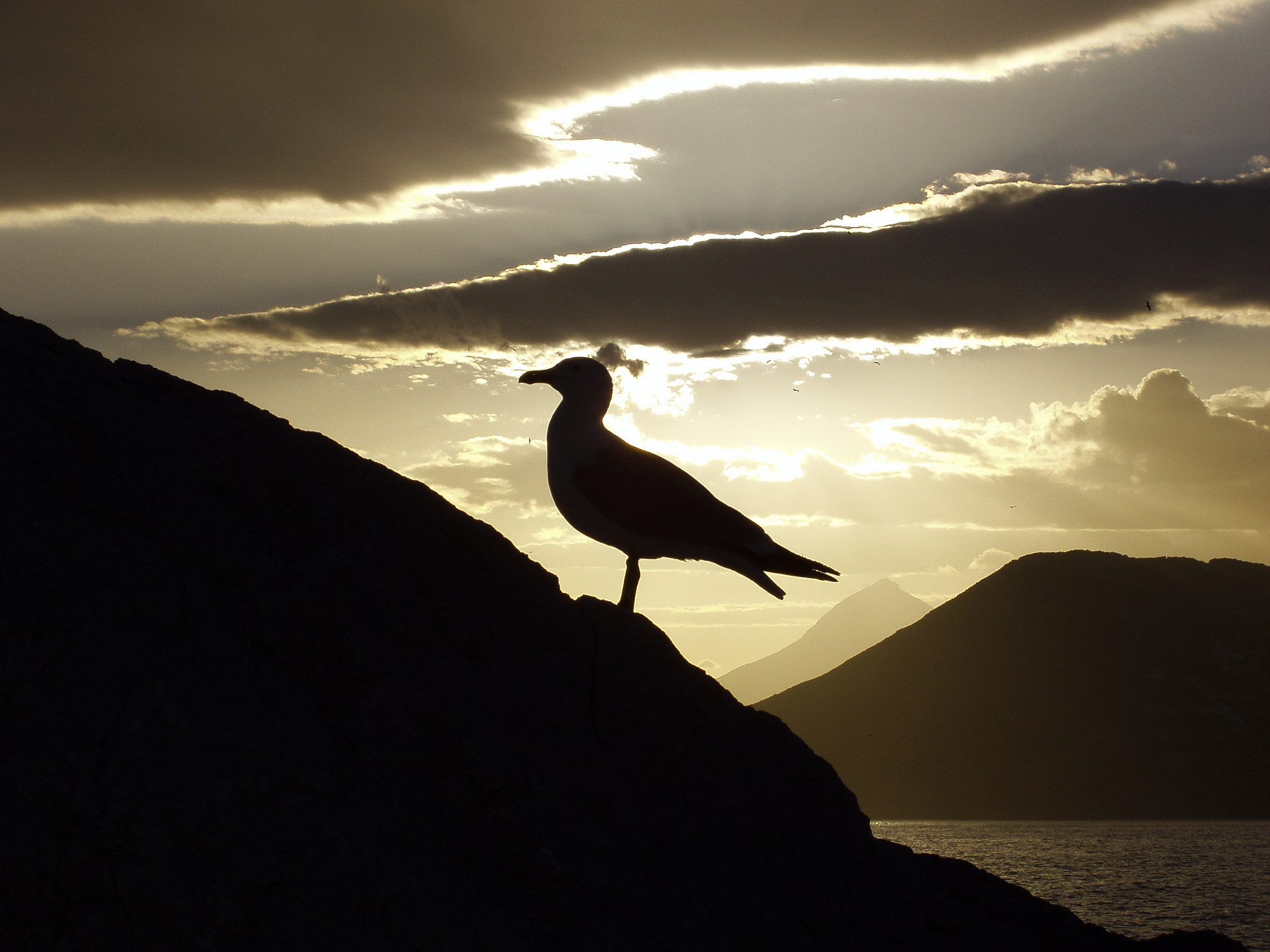 Olympus X-2,C-50Z sample photo. Seagull photography